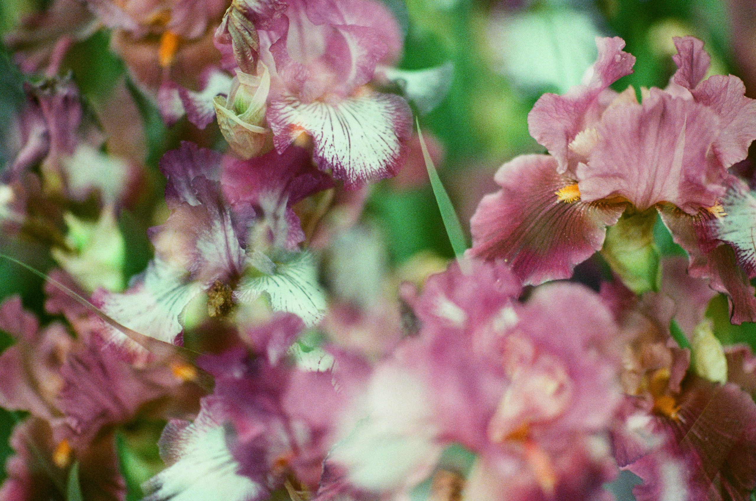 Pain shopping // ukraine, crimea IV. EVER EXPOSED