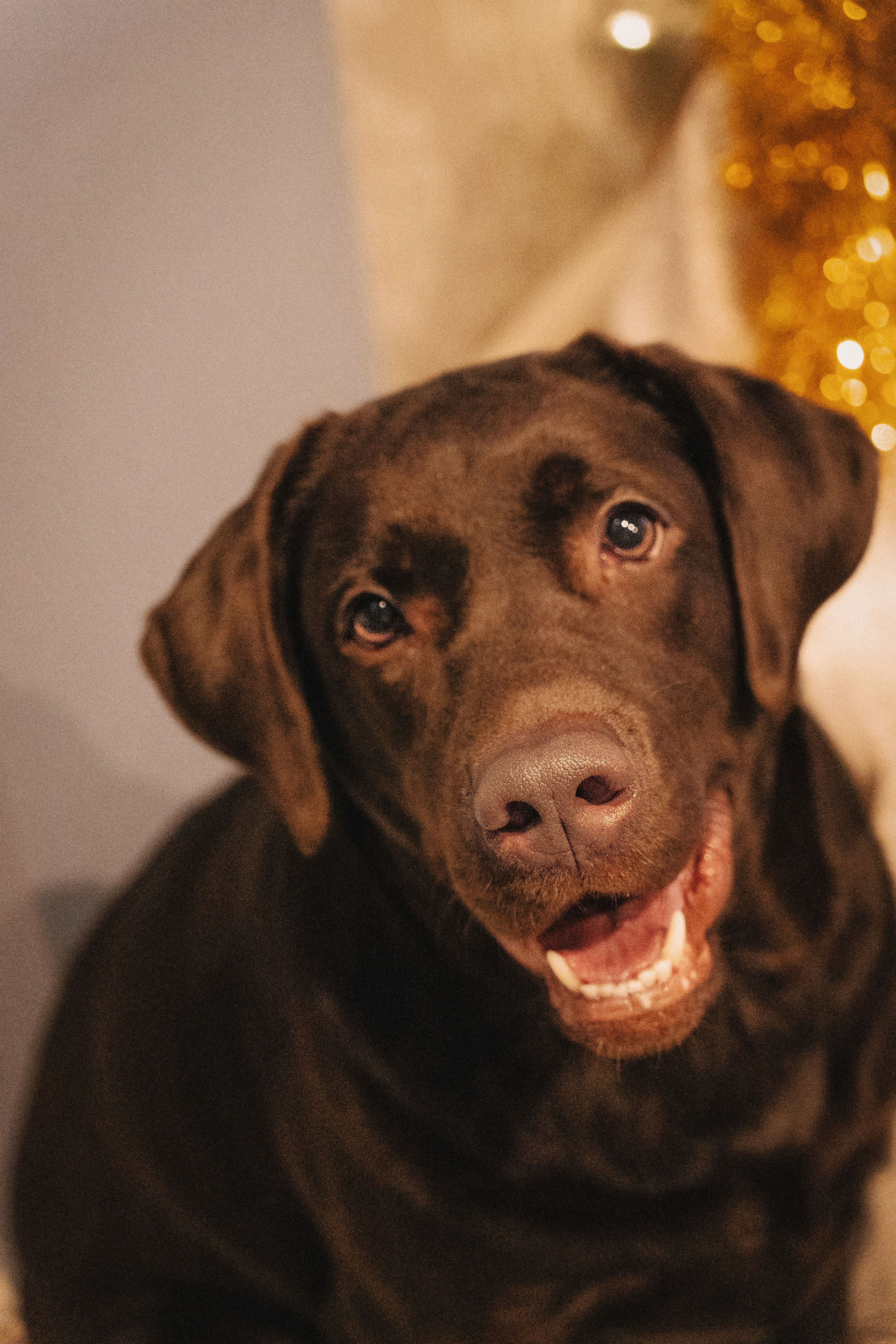Волшебство. Семейный фотограф анималист г. Находка