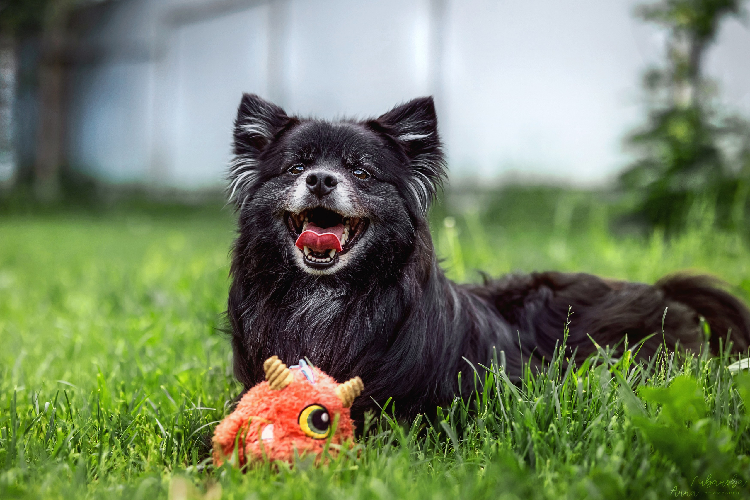 Рита и Ко. Фотограф анималист Аня Ливанова | Рыбинск