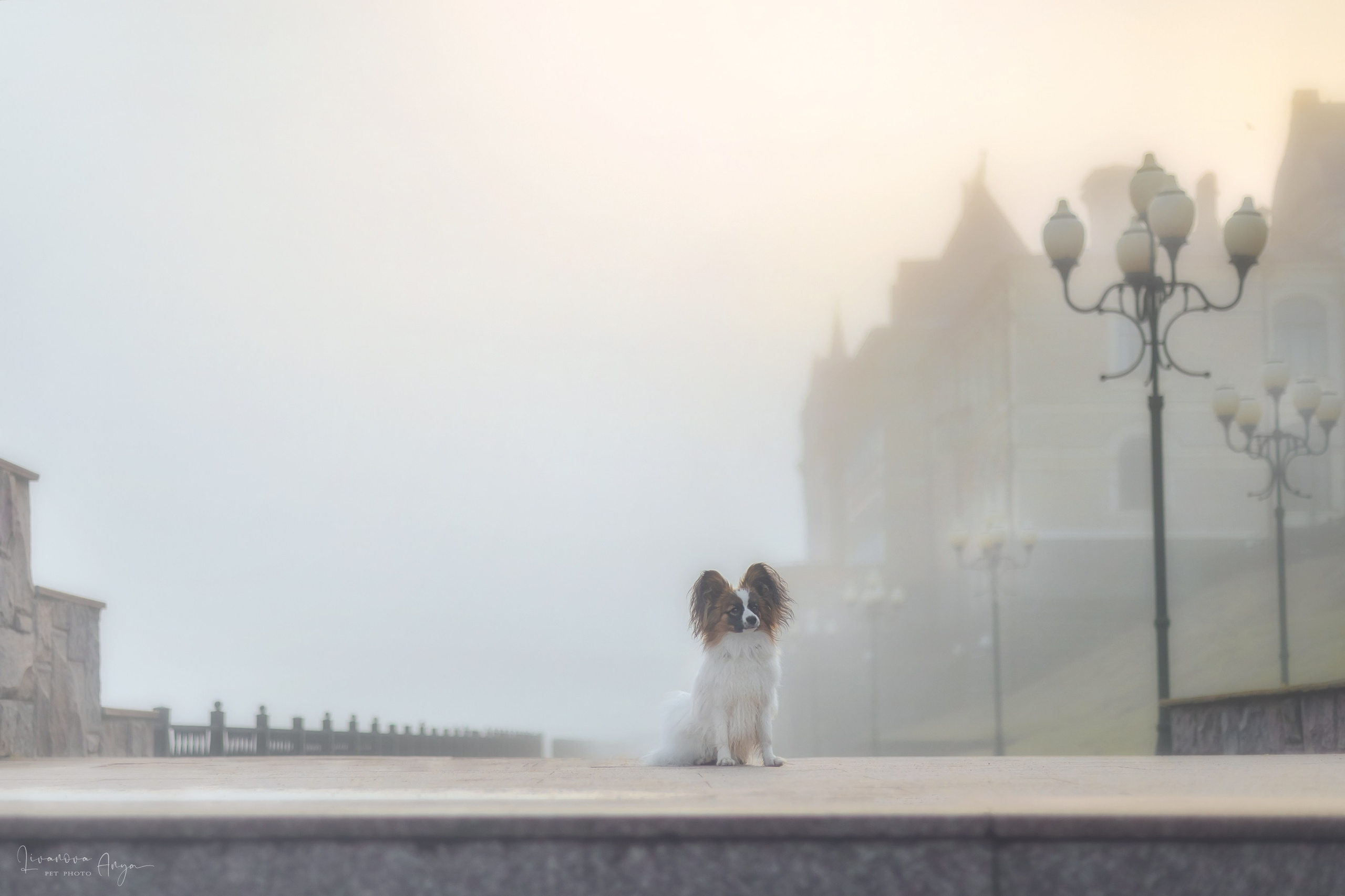 Хьюстон. Фотограф анималист Аня Ливанова | Рыбинск