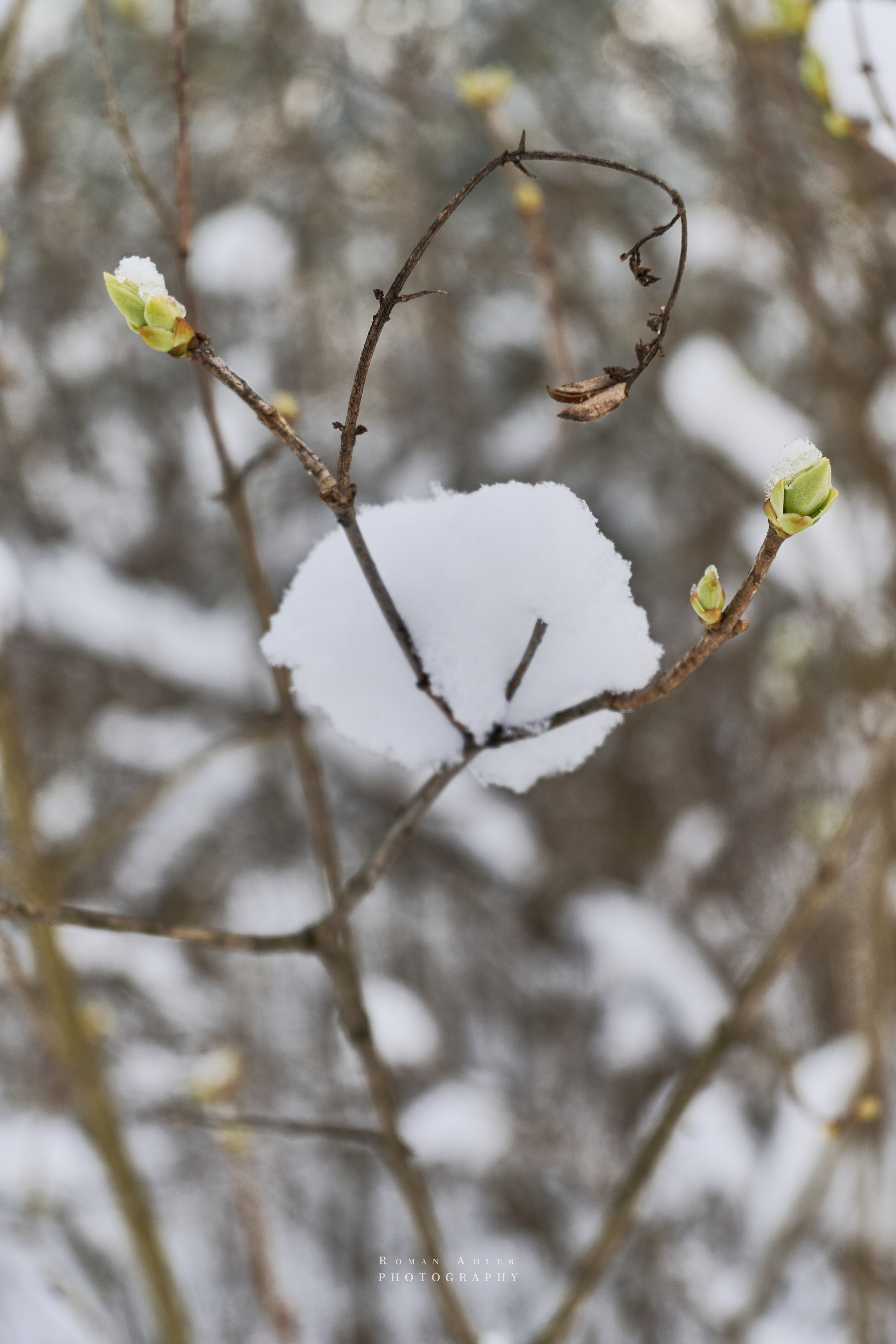 Апрельский снег. Москва 2025. Фотограф Роман Адлер