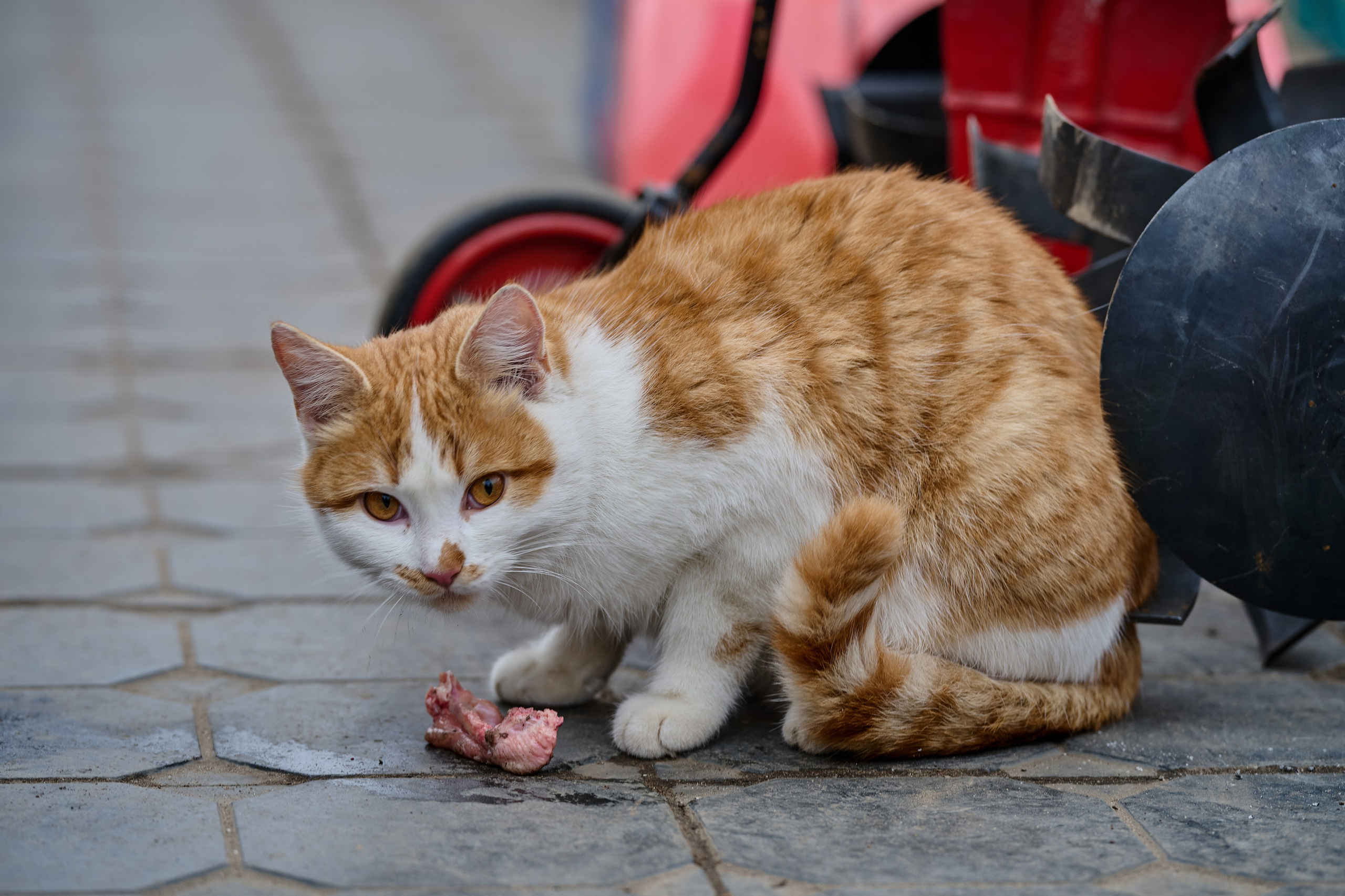 Старобельск. Декабрь 2024 года. Фотограф Роман Адлер