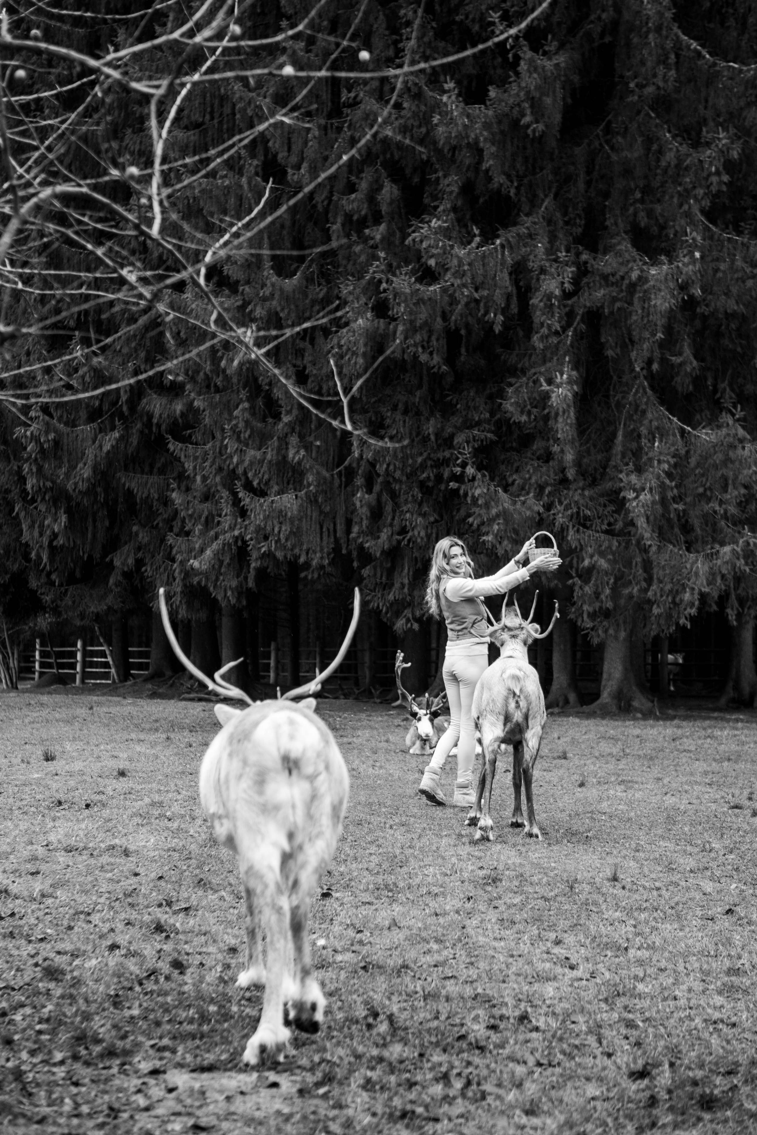 Экспресс с оленями. Свадебный и семейный фотограф Анастасия Багрец