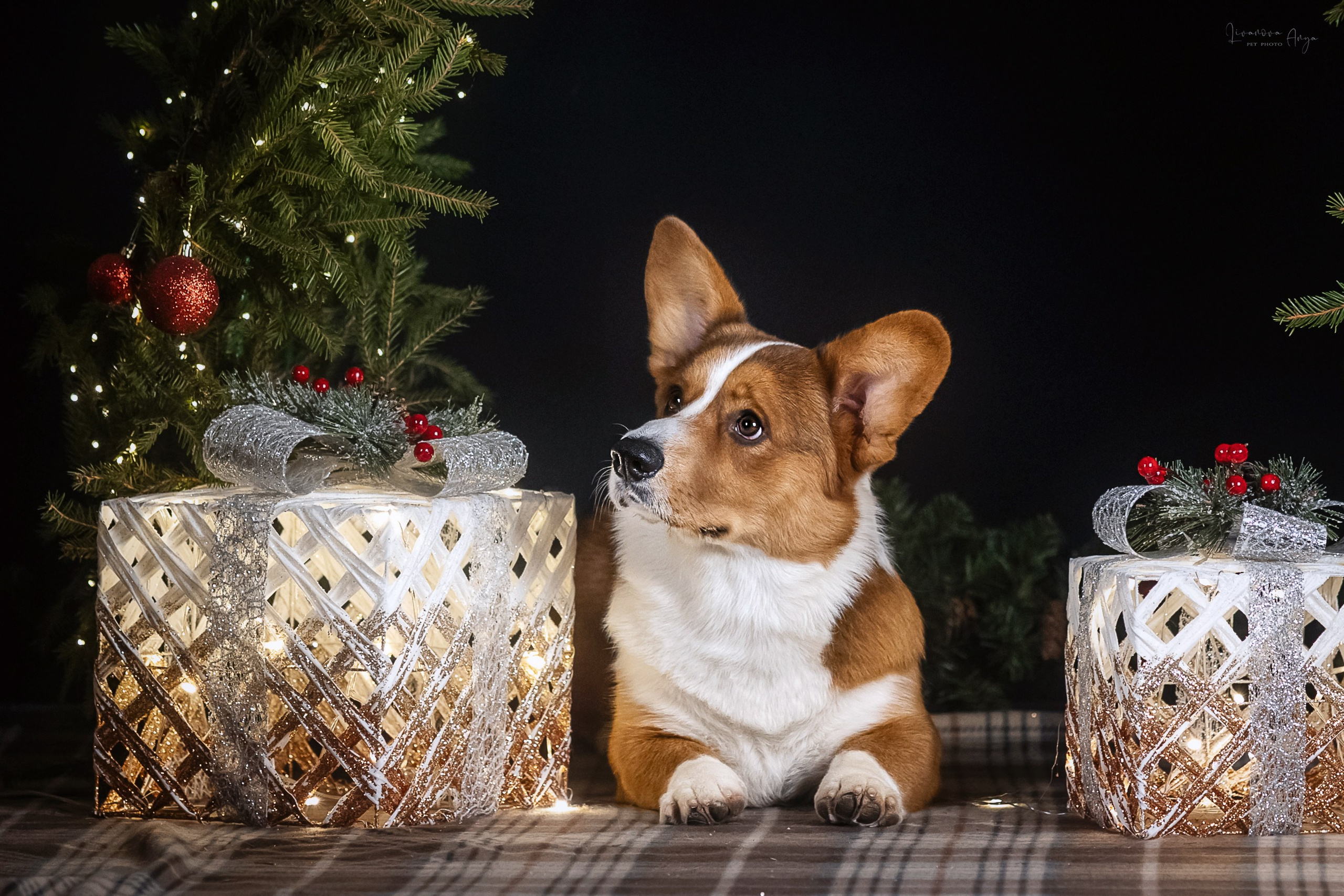 Фотодень_3 2025. Фотограф анималист Аня Ливанова | Рыбинск
