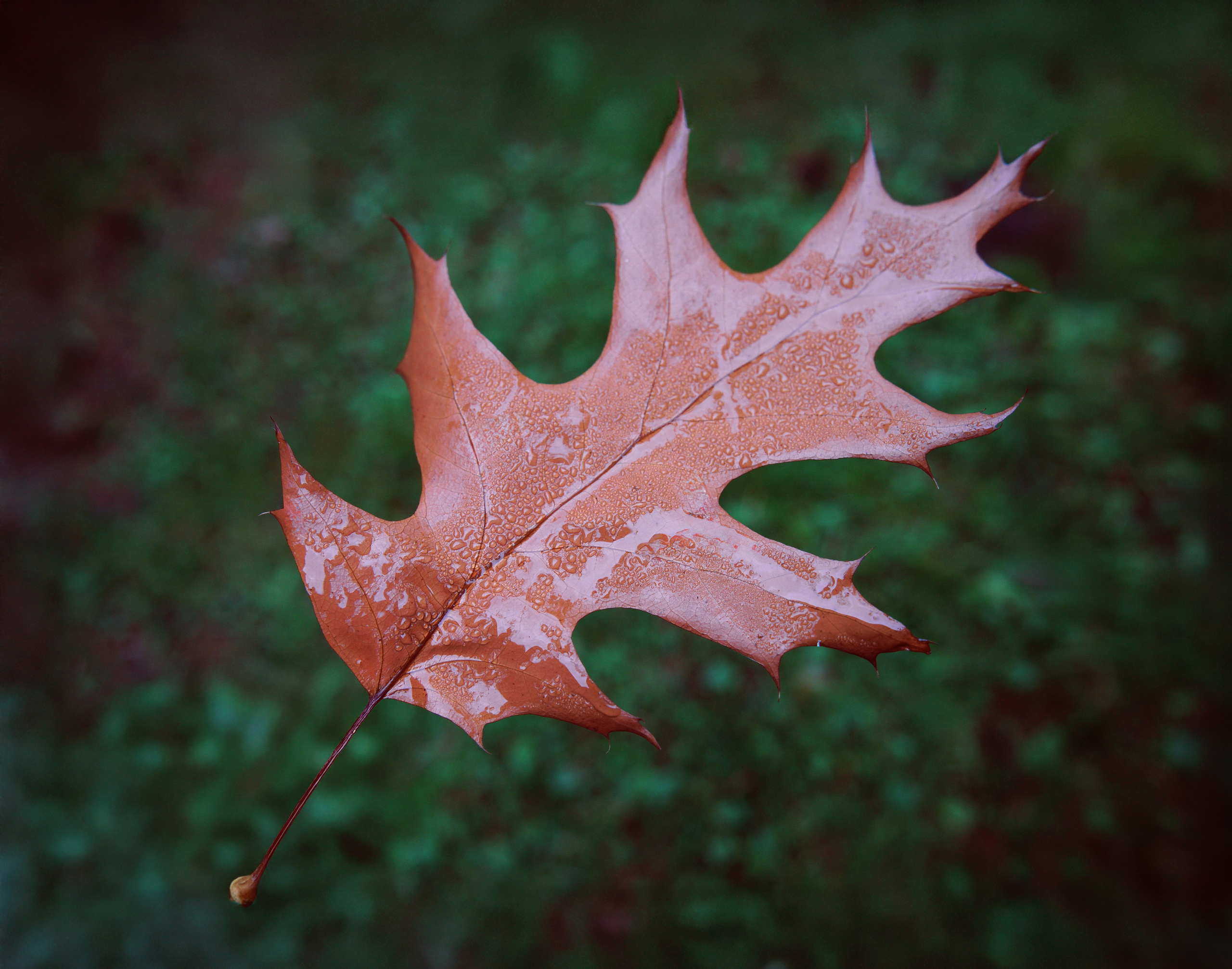 Осень 2025. Фотограф из Москвы — DASHA NOVA | Авторская фотография в разных жанрах