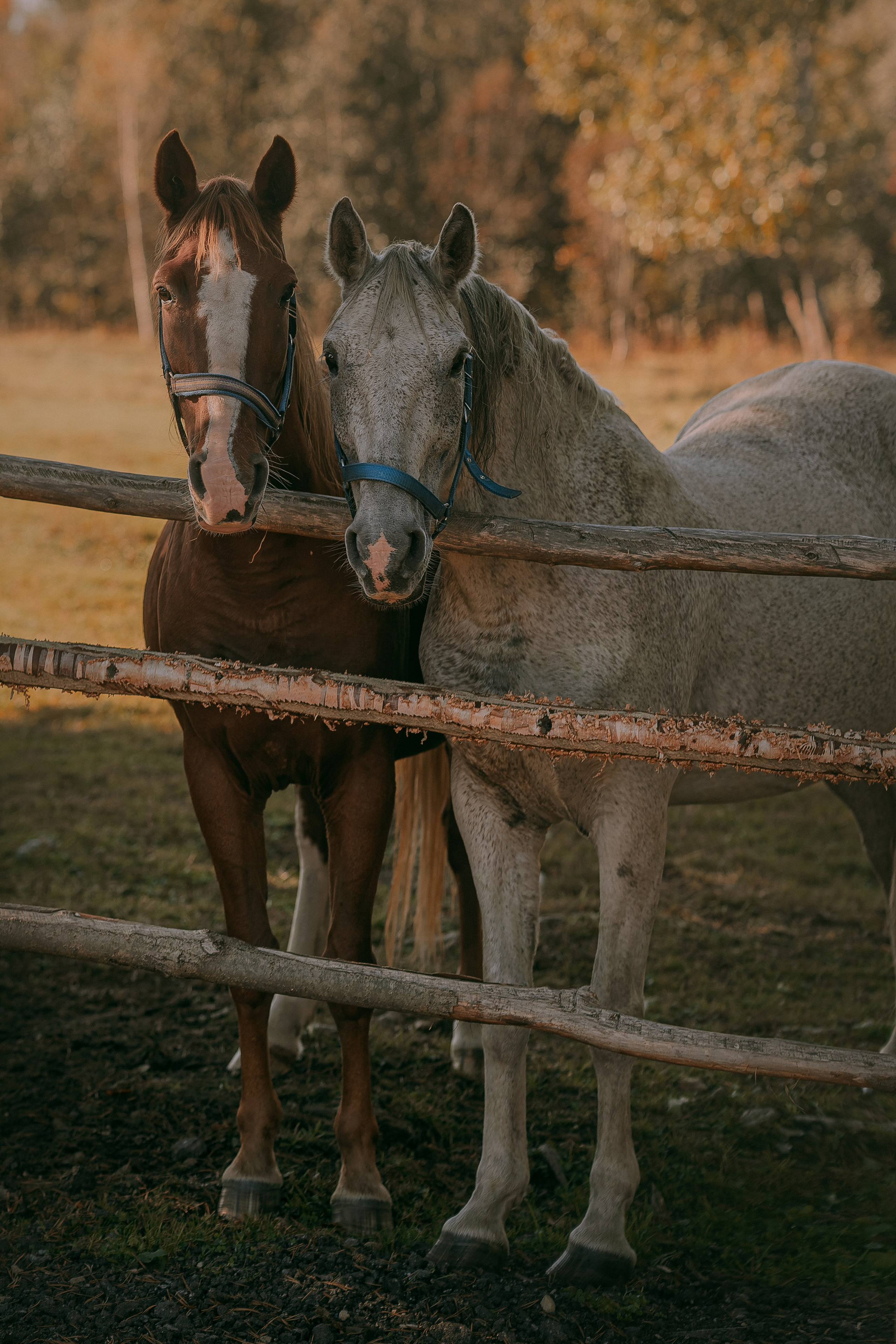 Born to be Wild. Юля Дэй • Фотограф, Санкт-Петербург
