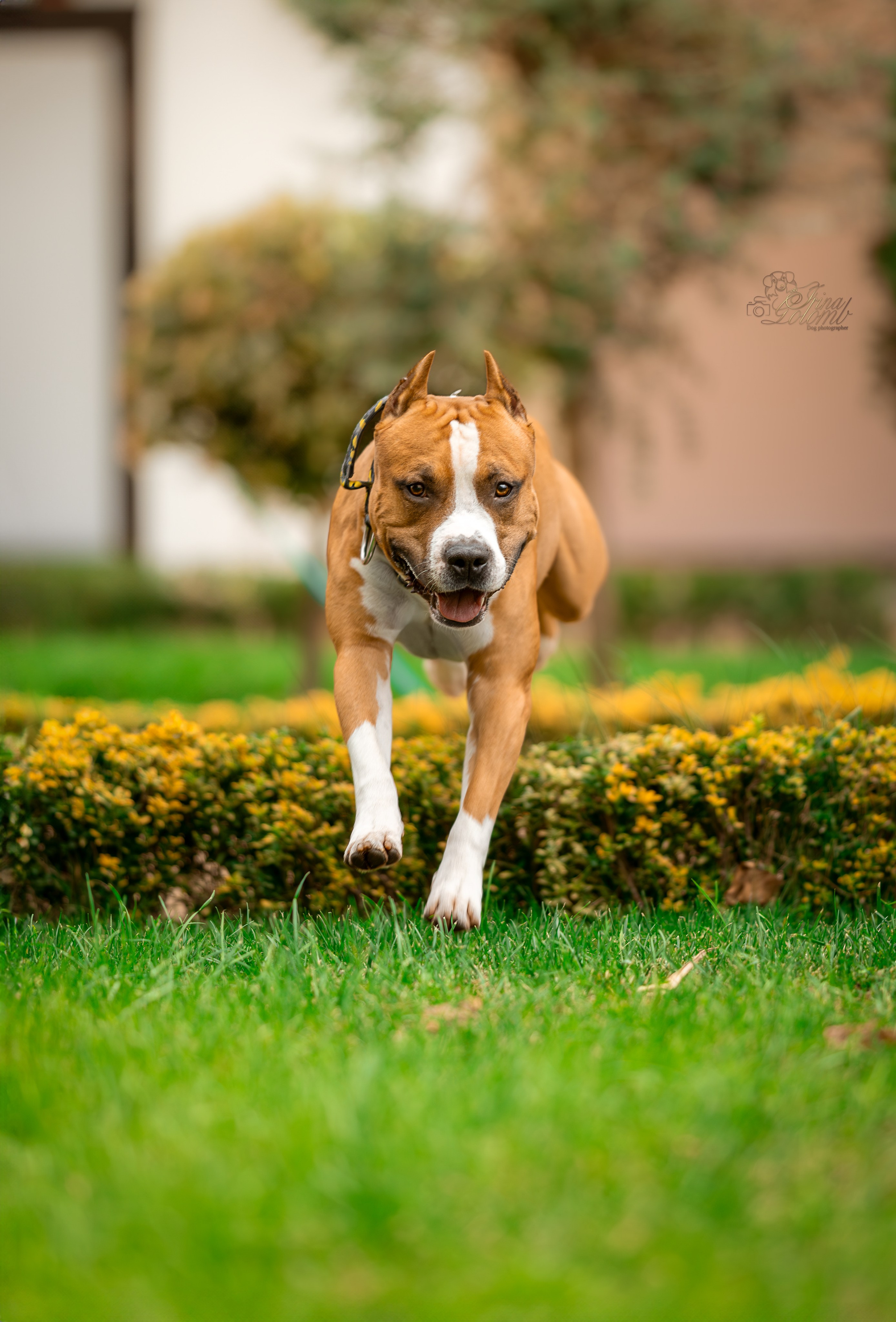 Джастин, Стаффорд. Ирина Голомб|Фотограф-анималист в  Сочи и Калининграде