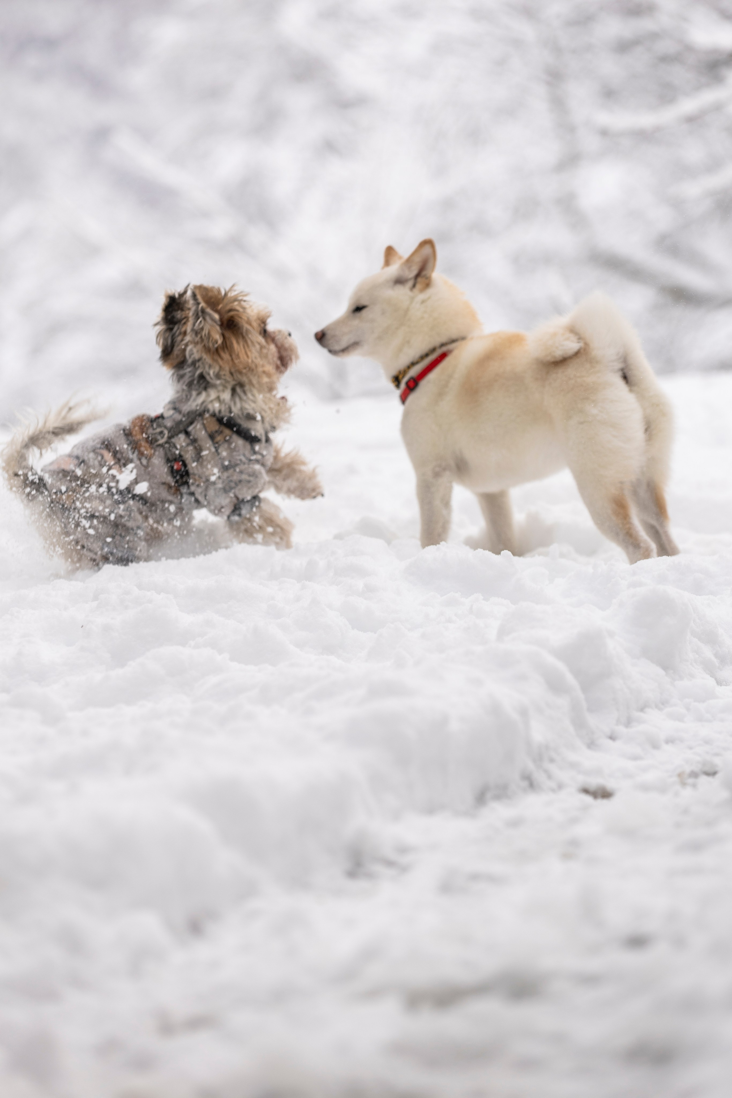 Догтуса Тропа Ефремова. Ирина Голомб|Фотограф-анималист в  Сочи и Калининграде