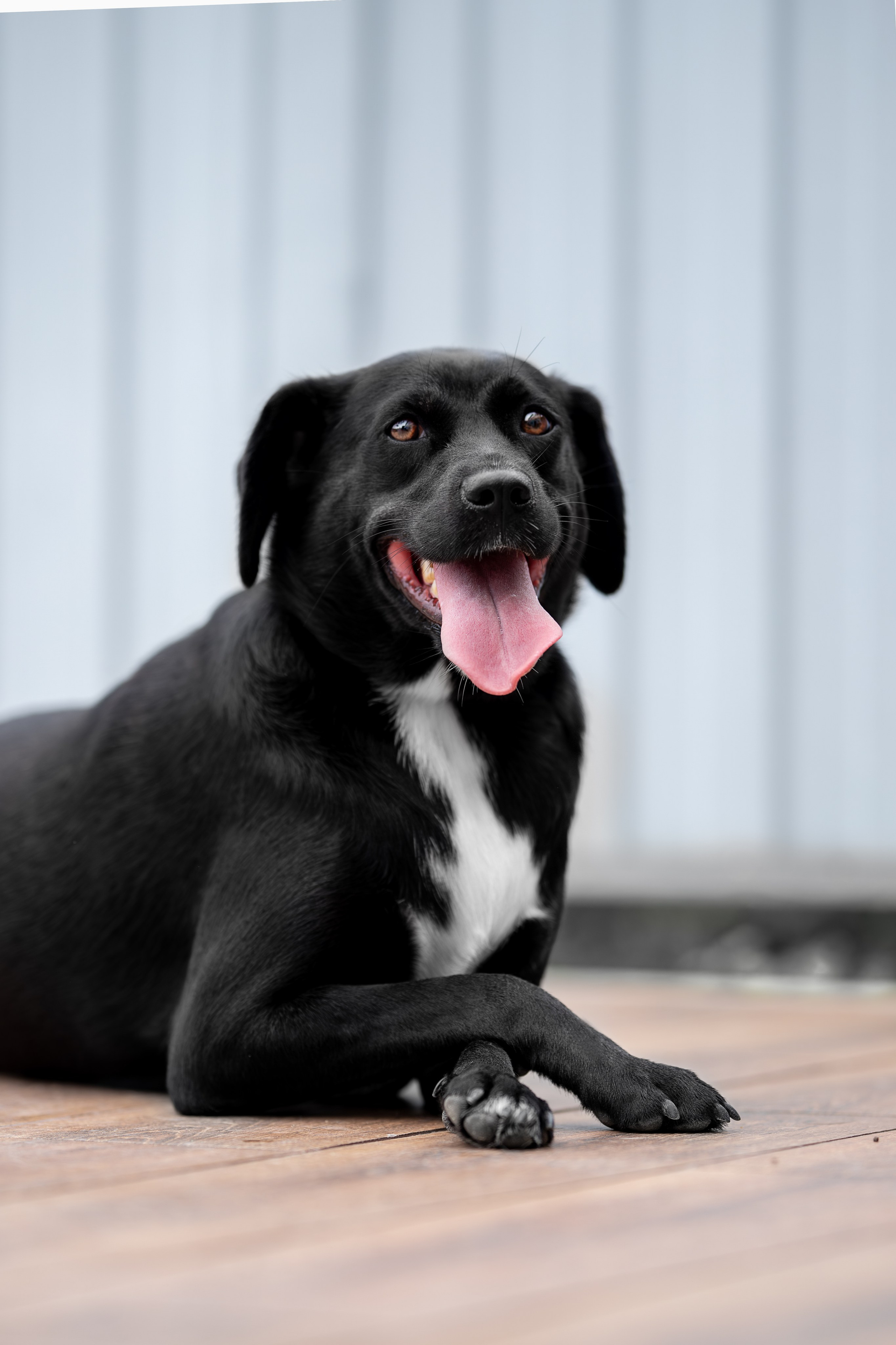 Мини-приют «Возрождение». Ирина Голомб|Фотограф-анималист в  Сочи и Калининграде