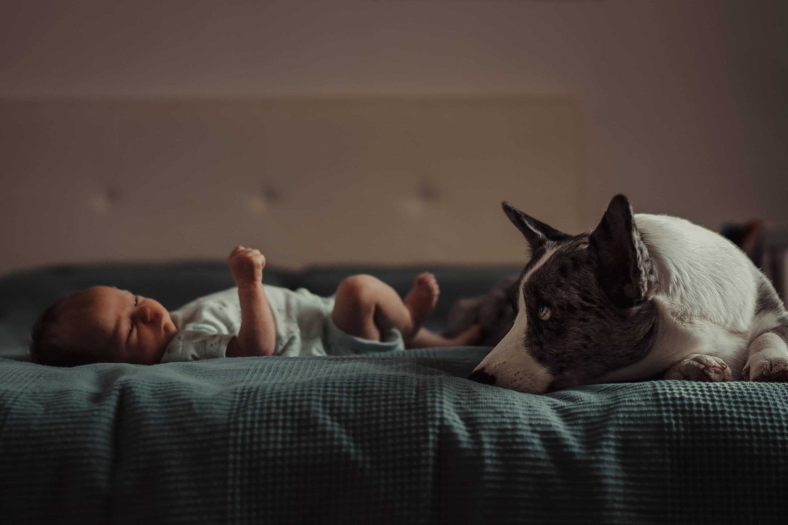 Real moments between people and their dogs