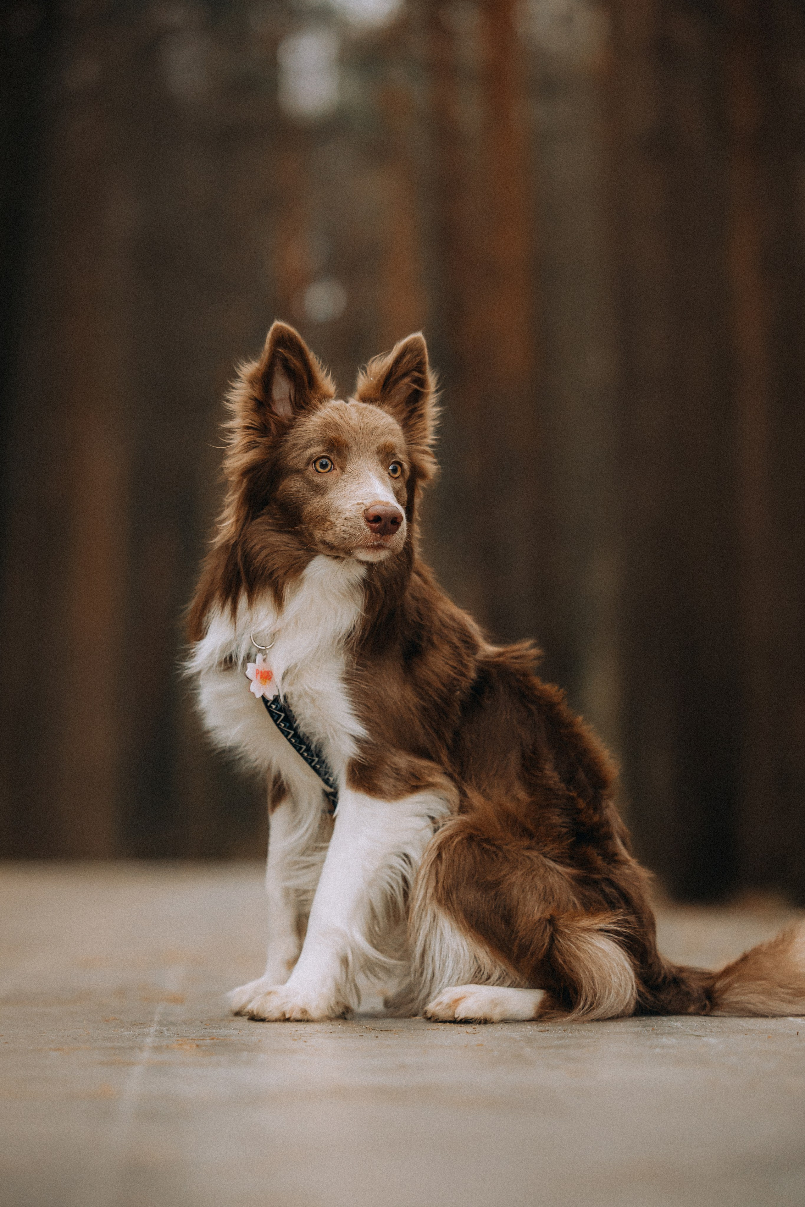 Полина, Милли и Паддингтон