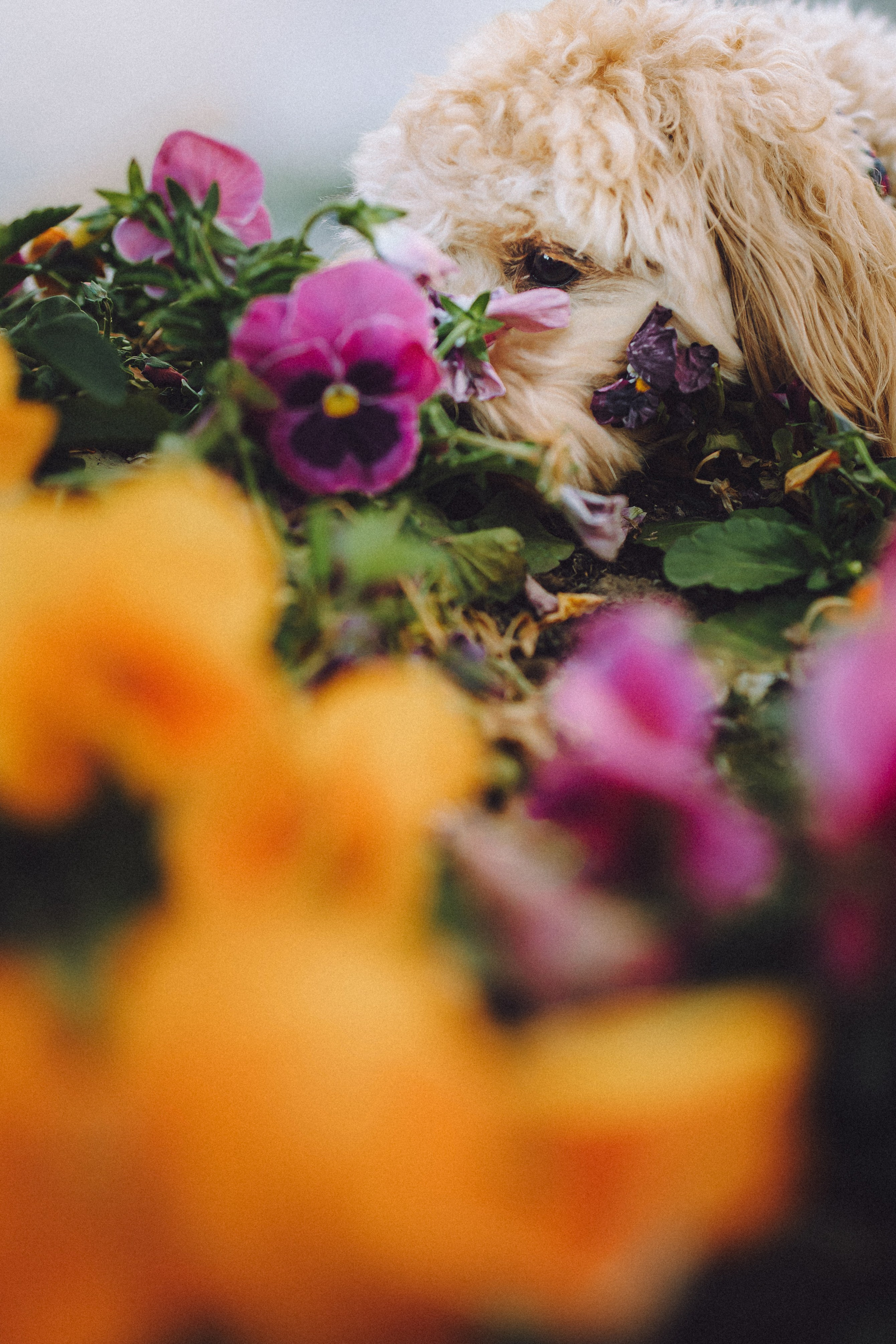 Фред и его семья