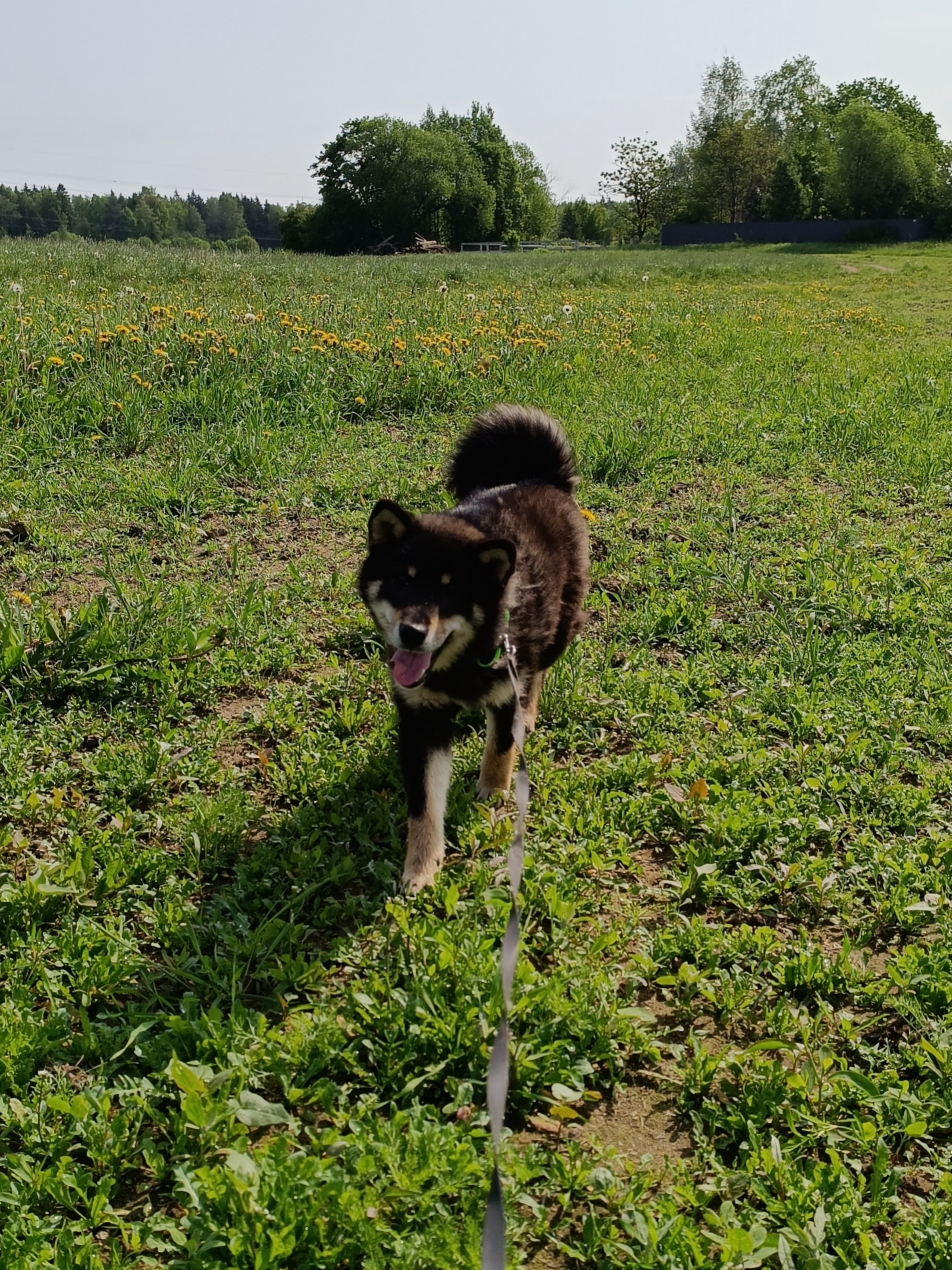 Тáту * Exceligmos Tatsu. Американская акита I Сиба ину I Питомник RUBYLIGHT
