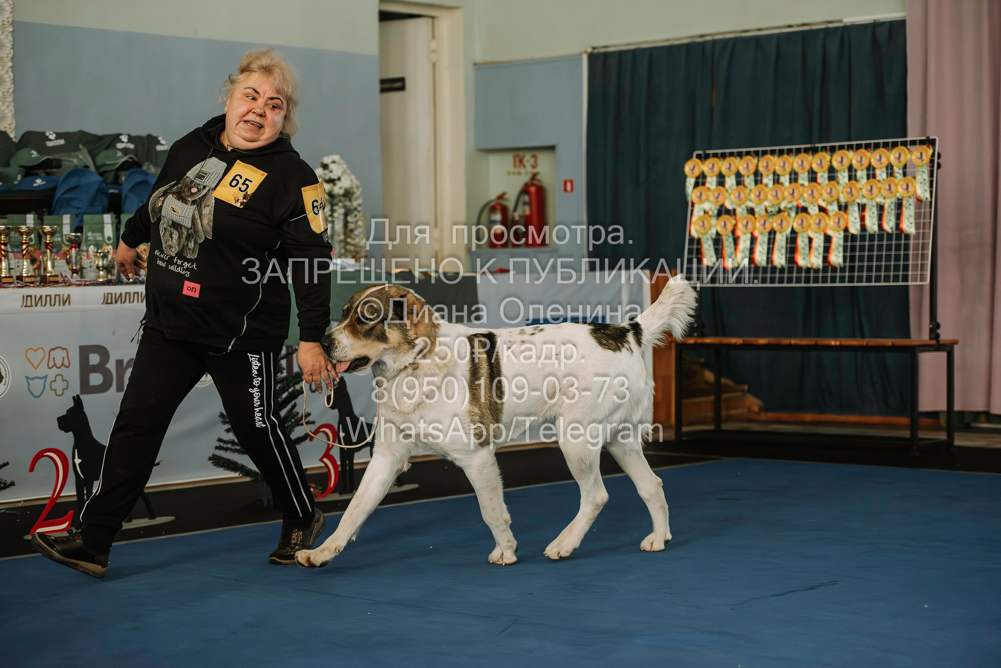 Выставка собак Красноярск 29.10.2023. Фотограф Диана Оленина Красноярск / Братск
