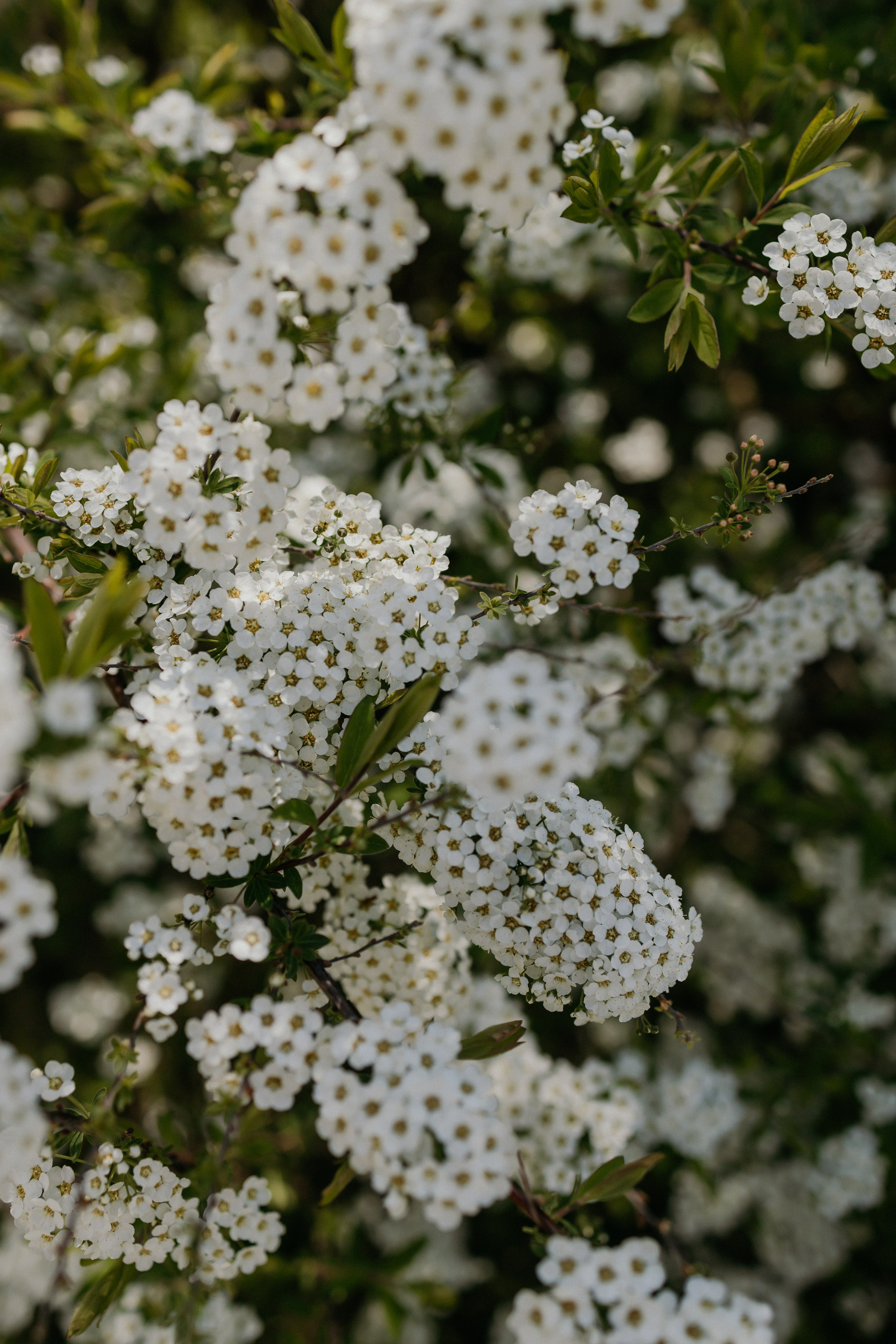 Полина. Семейный и свадебный фотограф в Казани Ирина Кириллова