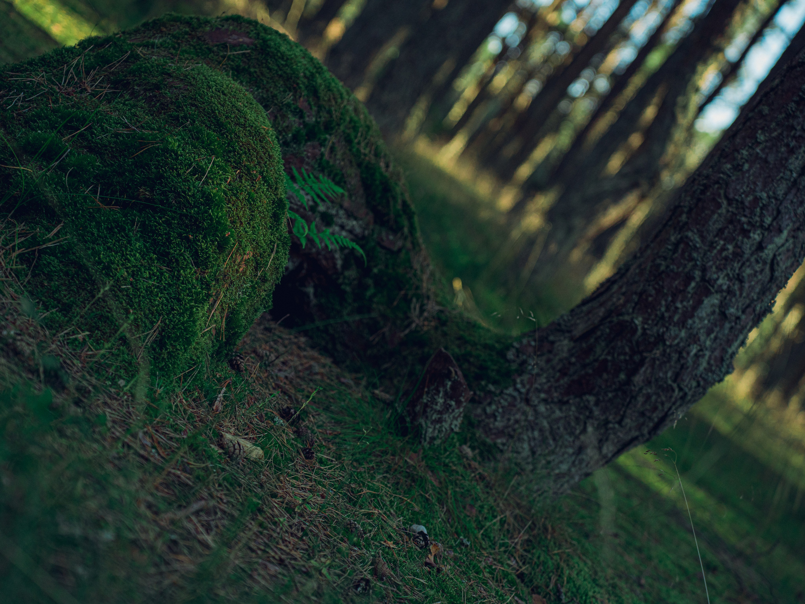 Калининградский трип друзей. Фотограф Мирослава Ряполова, Москва