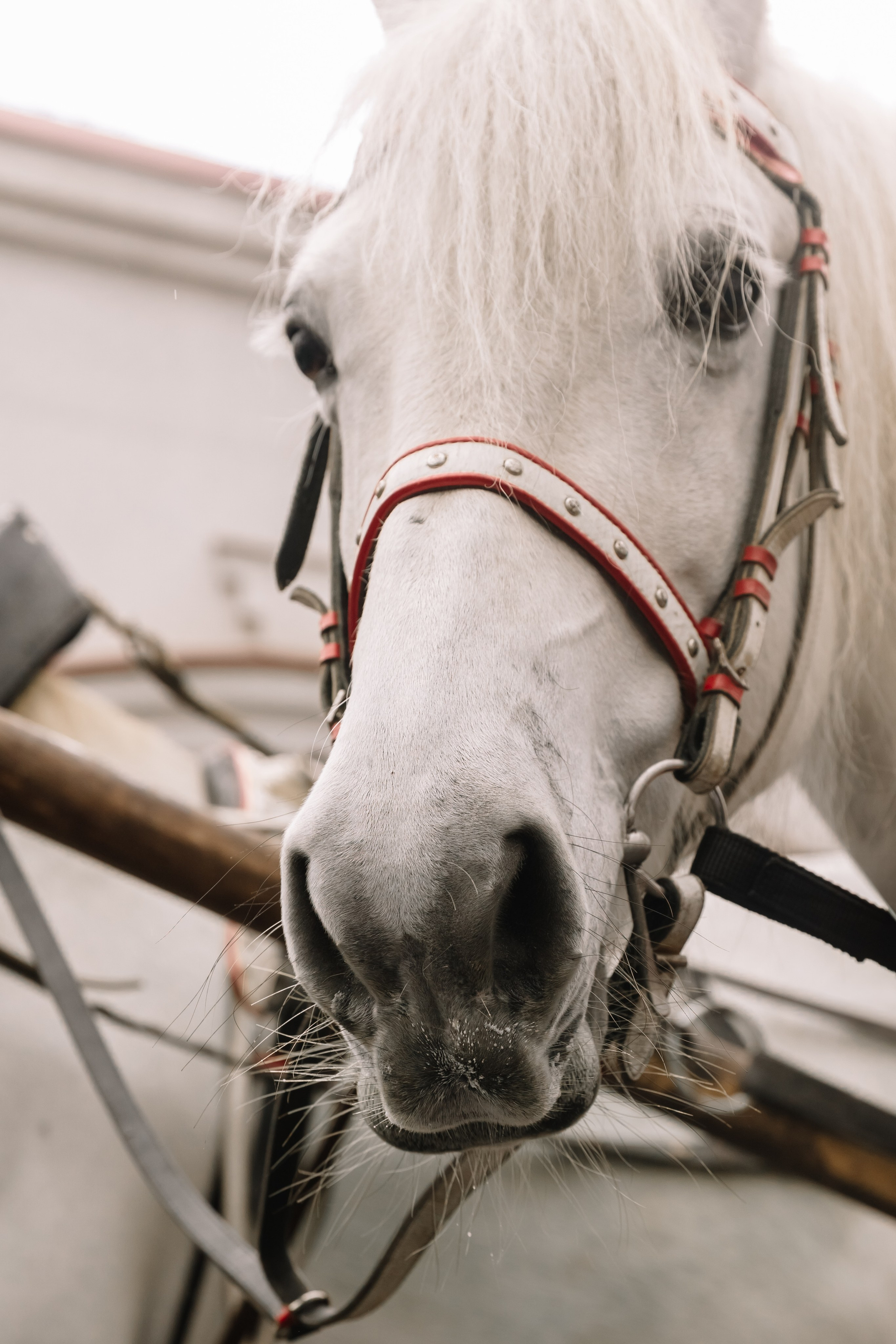 День Орловского рысака. Парк-отель Яр. Свадебный, репортажный фотограф Ирина Шкурина