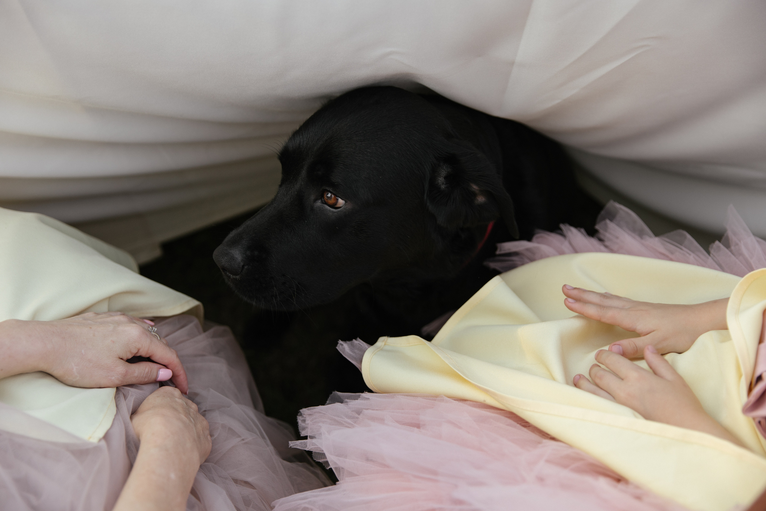 Рома и Даша. Свадебный фотограф Виктория Монахова Москва