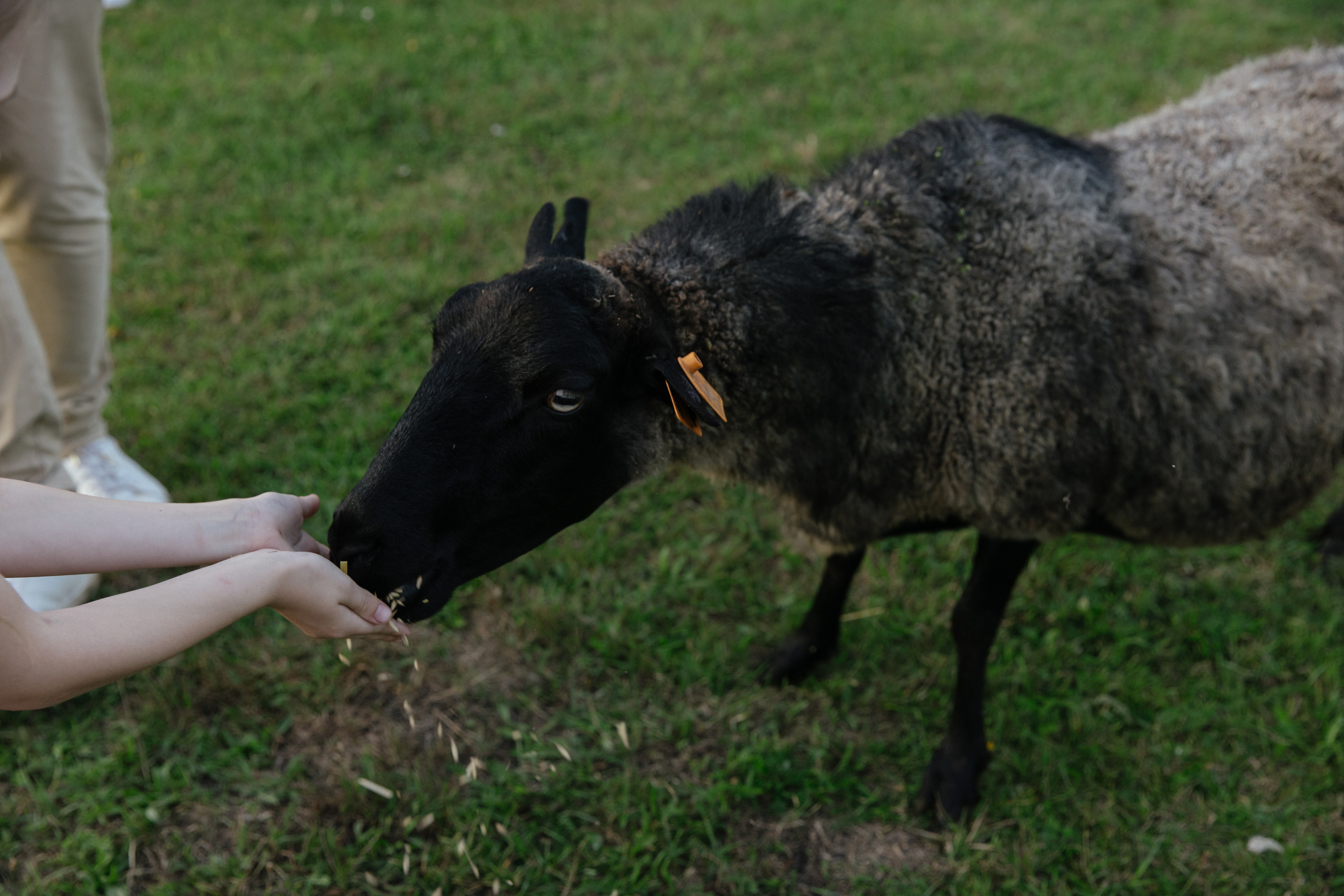 Рома и Даша. Свадебный фотограф Виктория Монахова Москва