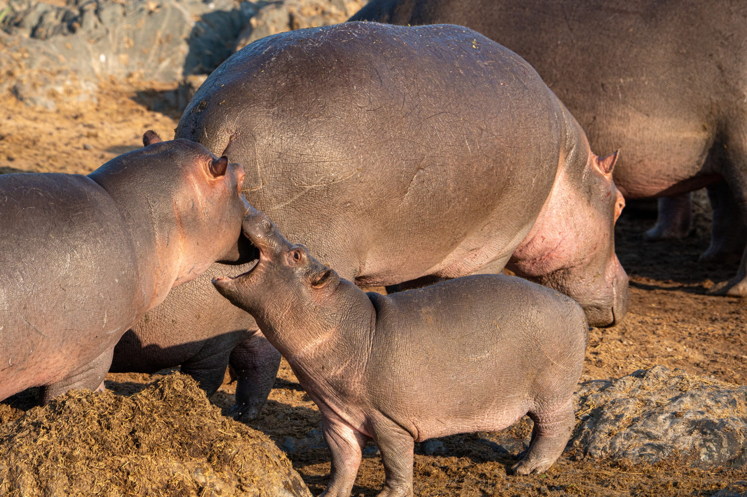 Танзания, сафари, 2025. Творческие сьемки
