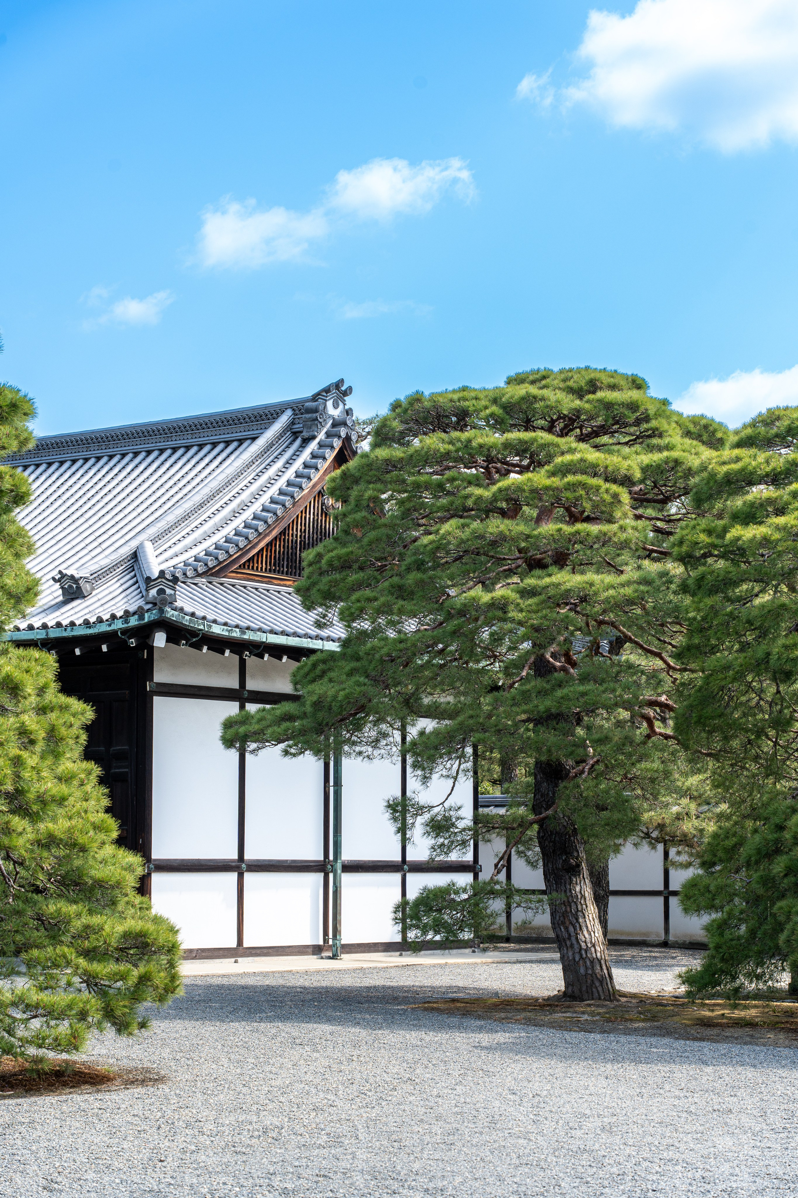 Япония, сакура. Творческие сьемки