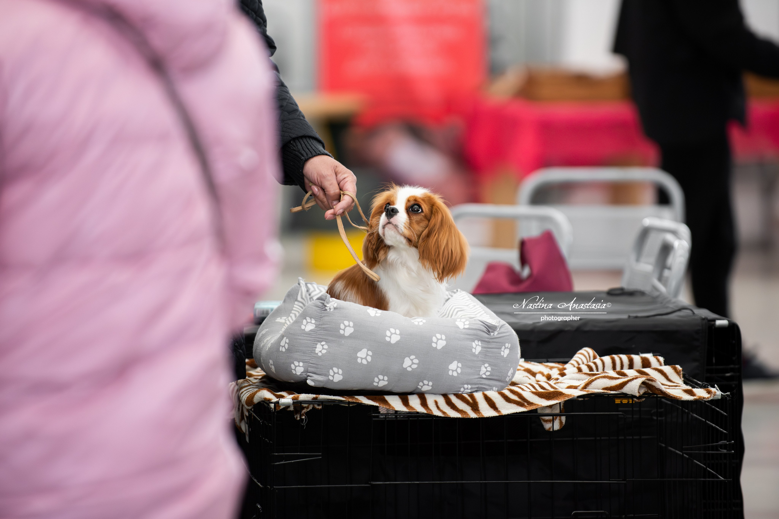 Выставки. Фотограф — Анималист