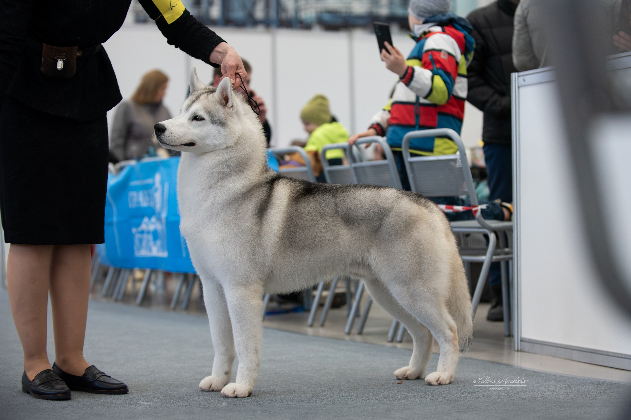 Выставки. Фотограф — Анималист