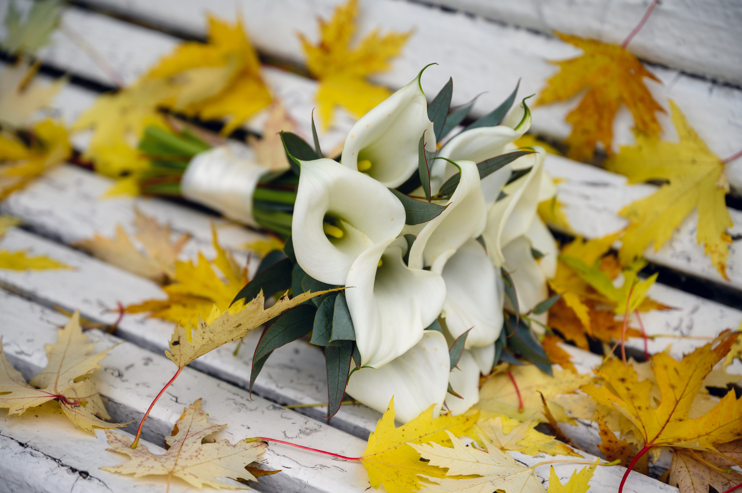 Фотограф Светозар Андреев