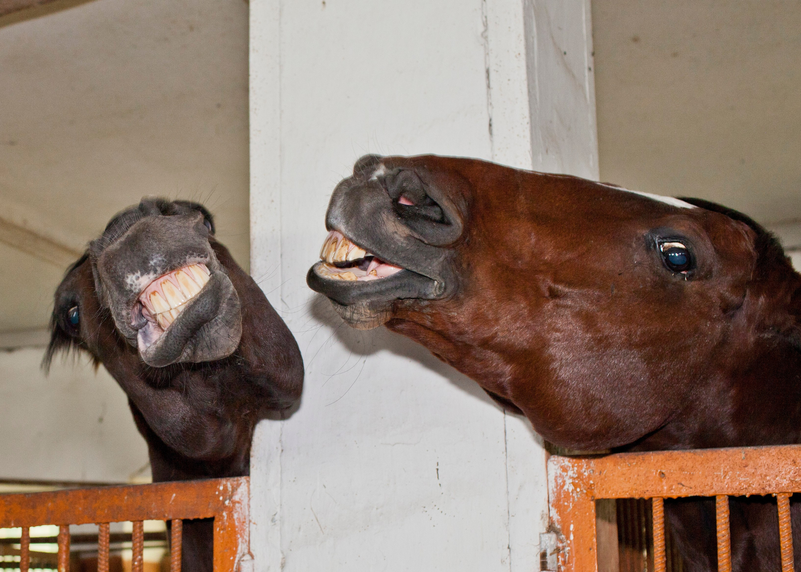 Фотосессия детей с животными. Медиапродюсер, фотограф в Минеральных Водах —Виктор Холодов