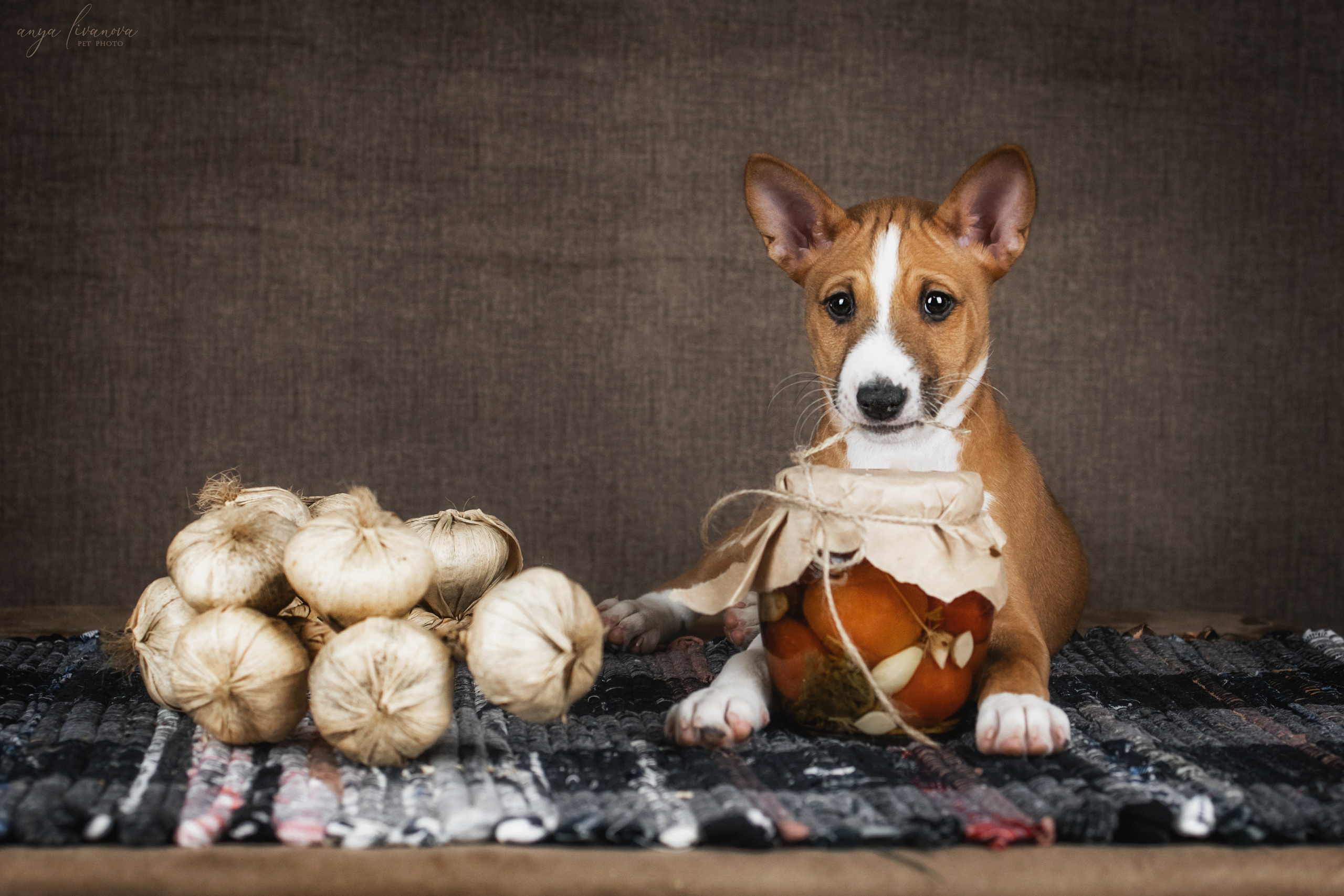 Басенджи. Фотограф анималист Аня Ливанова | Рыбинск