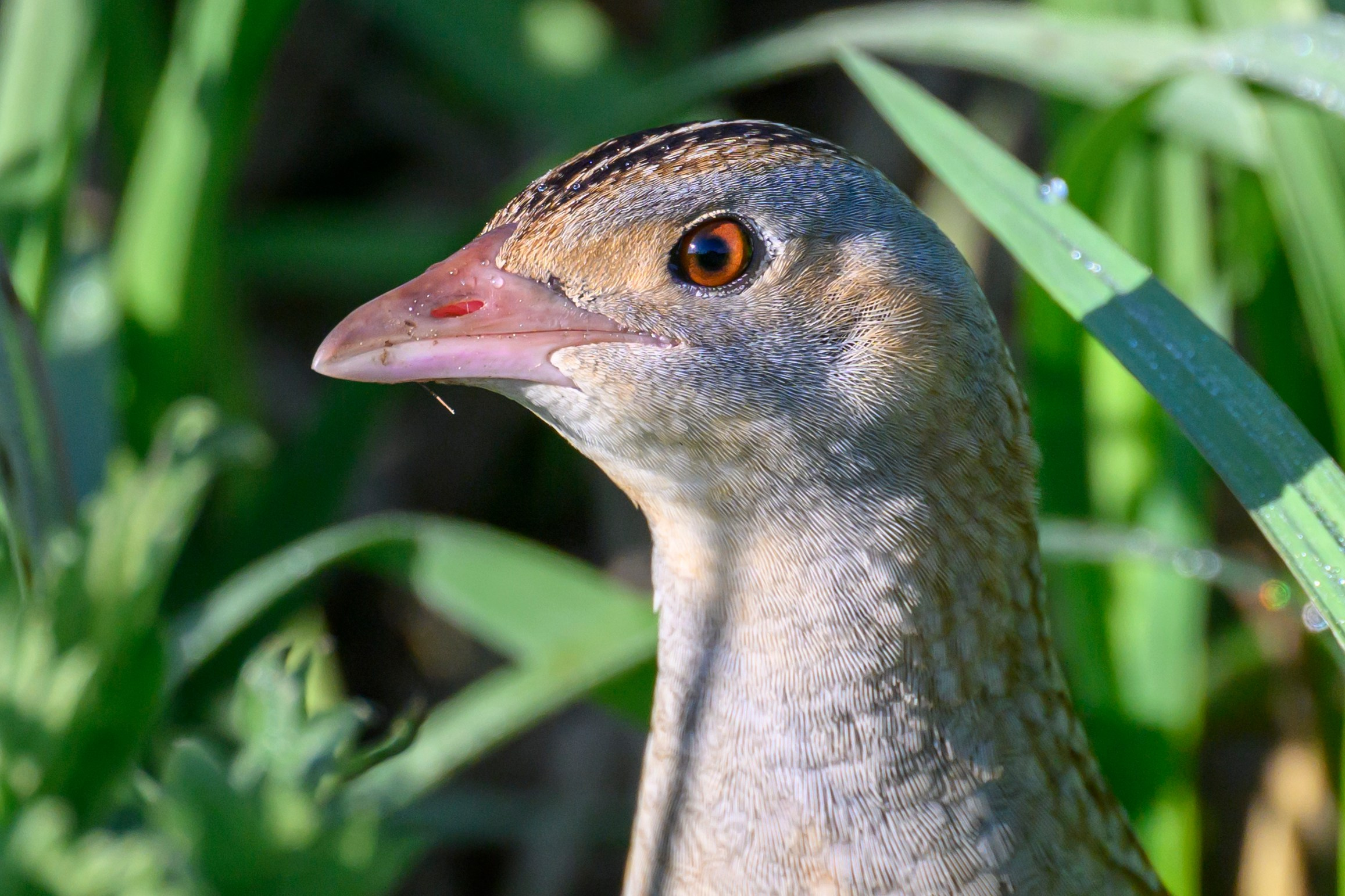 Коростель. Видеозарисовка. Wildlife photography by Sergey Puponin