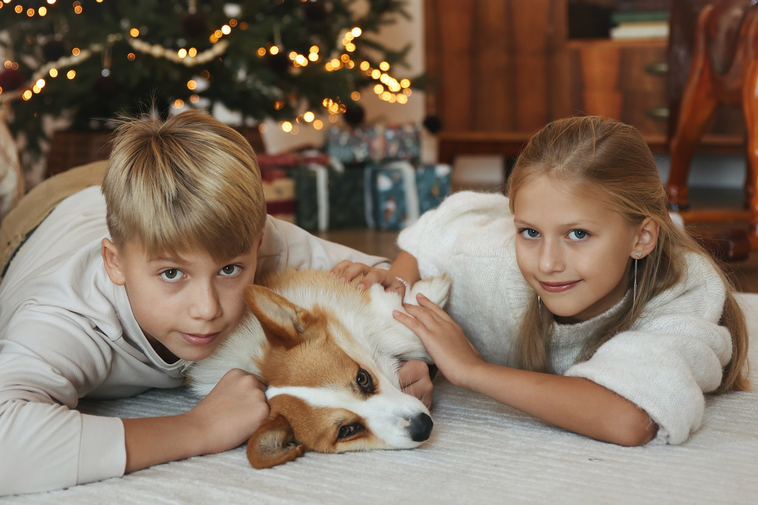 Новогодняя фотосессия во Владимире съемка на новый год фотосессия в студии фотограф во Владимире фотограф в Москве корги. Фотограф Владимир Москва