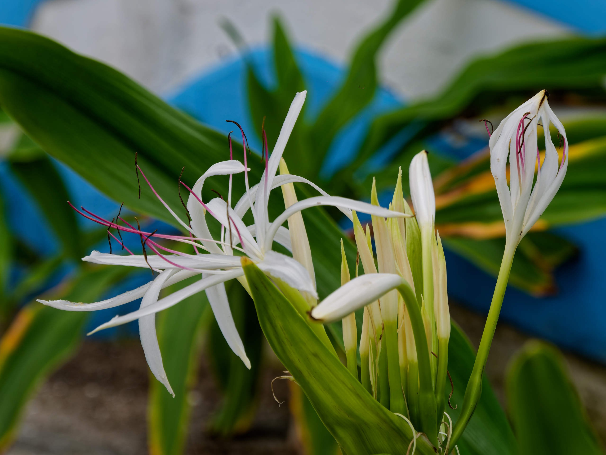 Нячанг 2025 (6). Избранные фотографии