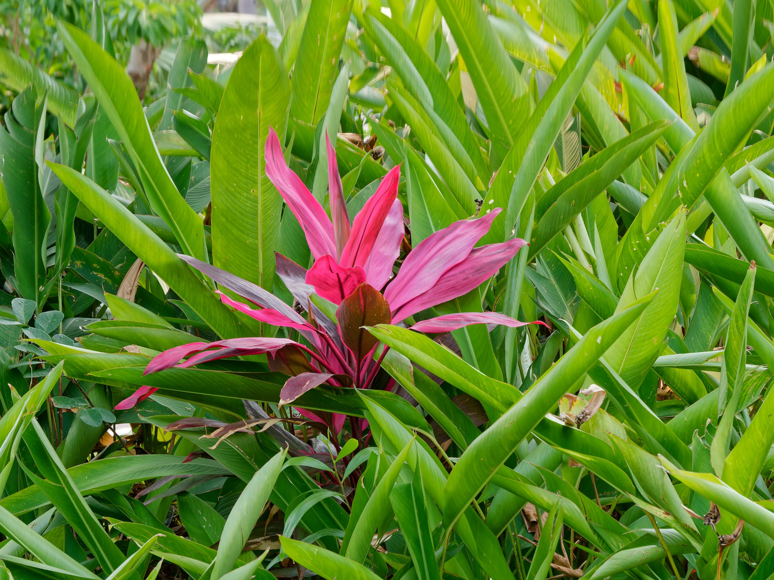 Хайнань 2026, флора, цветы и деревья. Фотопрогулки по Миру