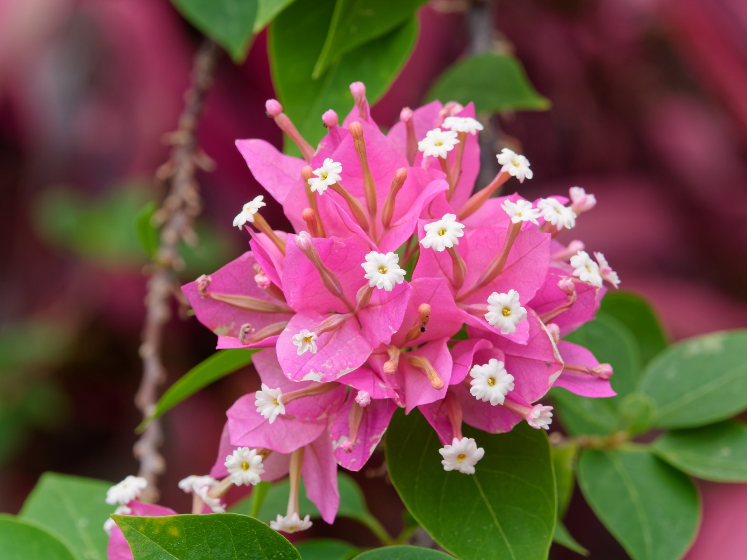 Хайнань 2026, флора, цветы и деревья. Фотопрогулки по Миру