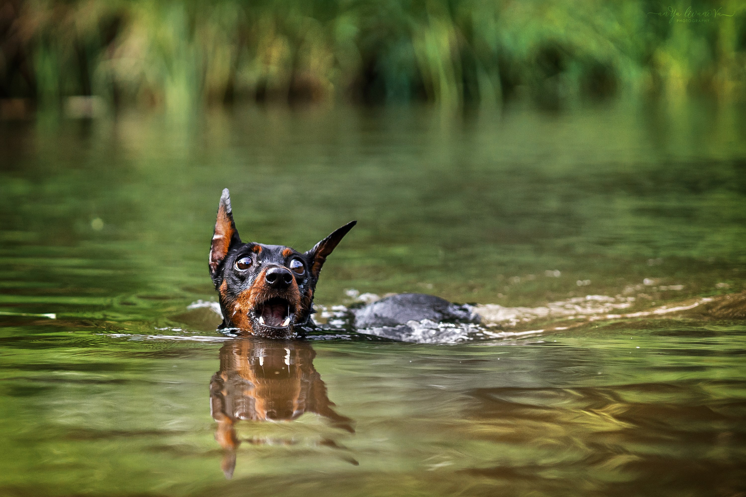 Водопады. Фотограф анималист Аня Ливанова | Рыбинск