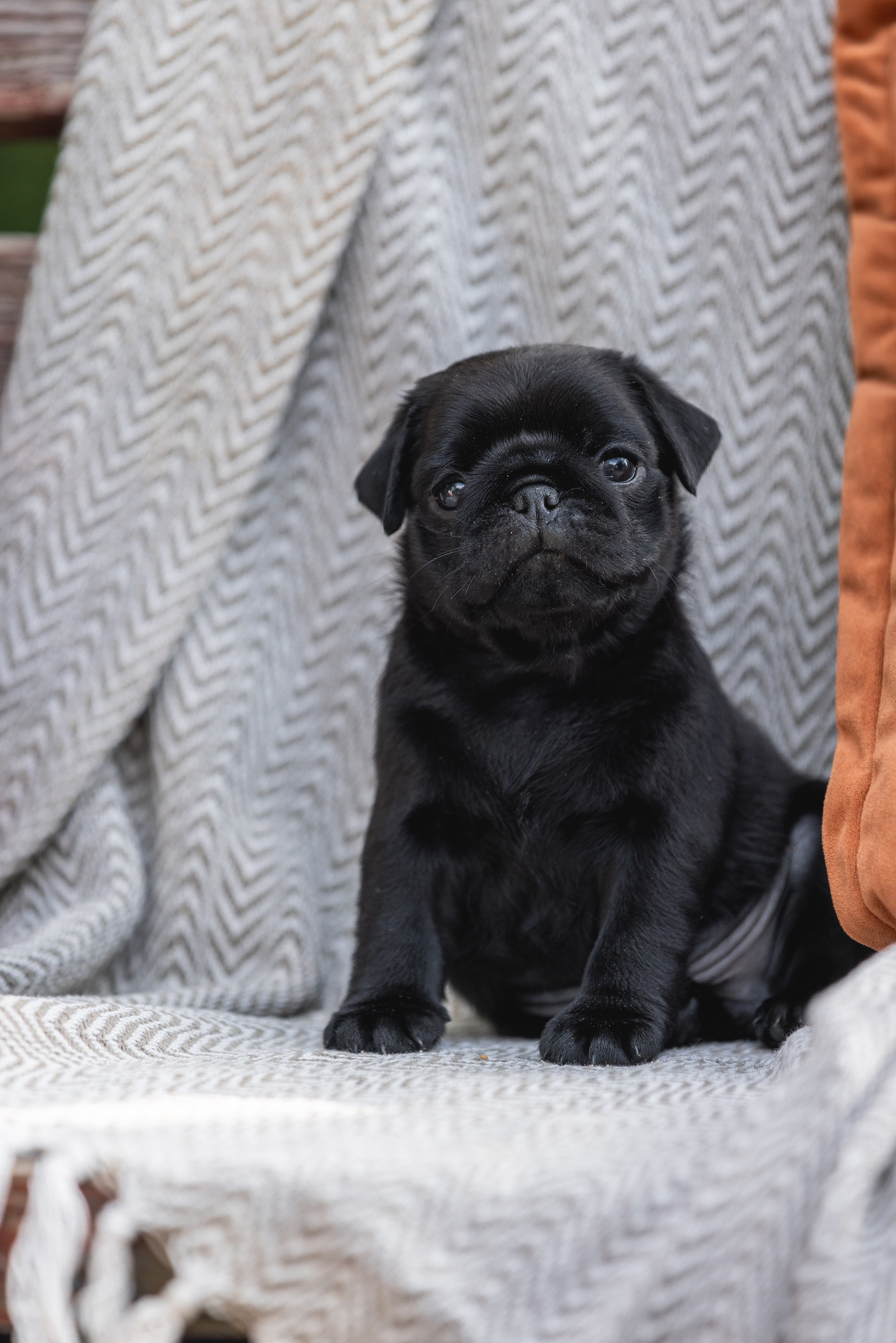 Собаки и не только. Фотограф Алена Звездина