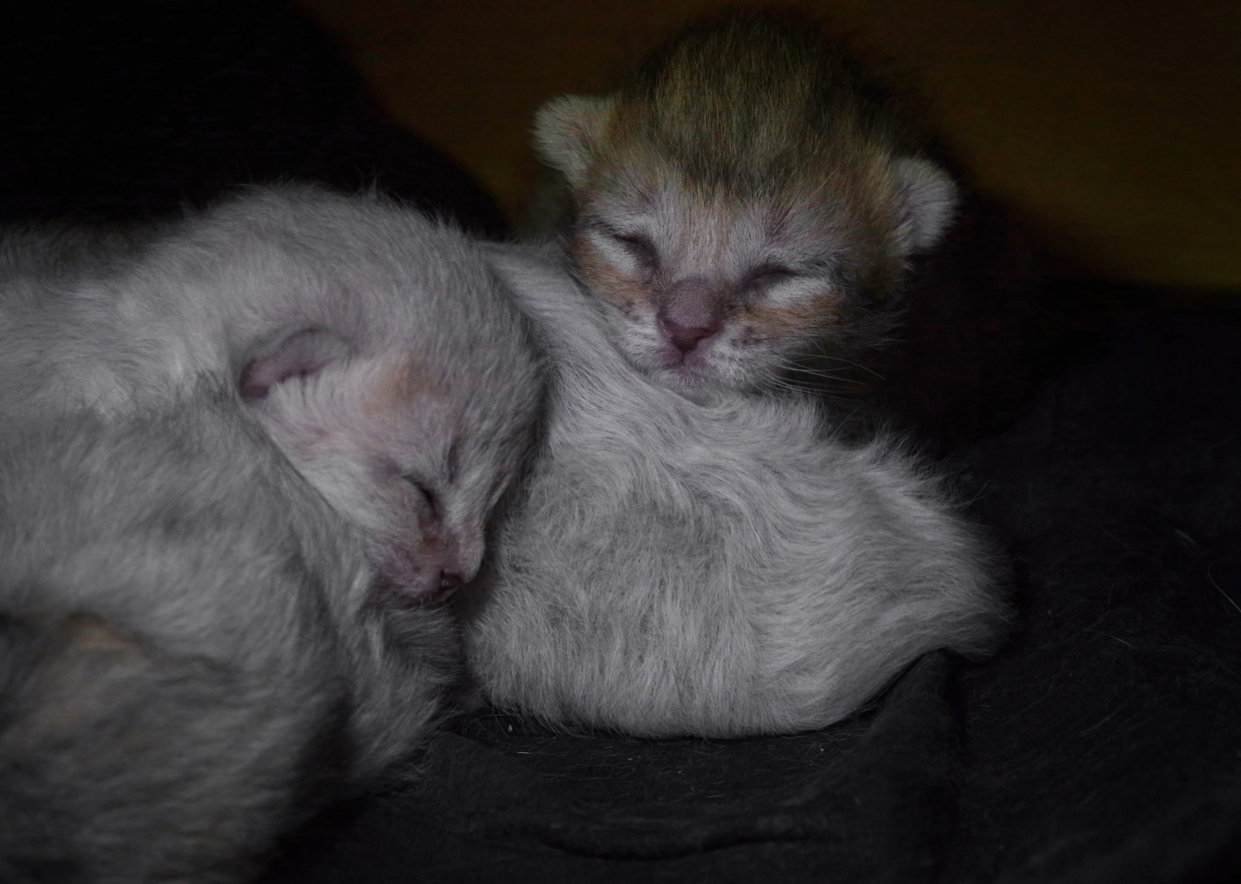 Котятам 2 дня. Вадим Шейдин