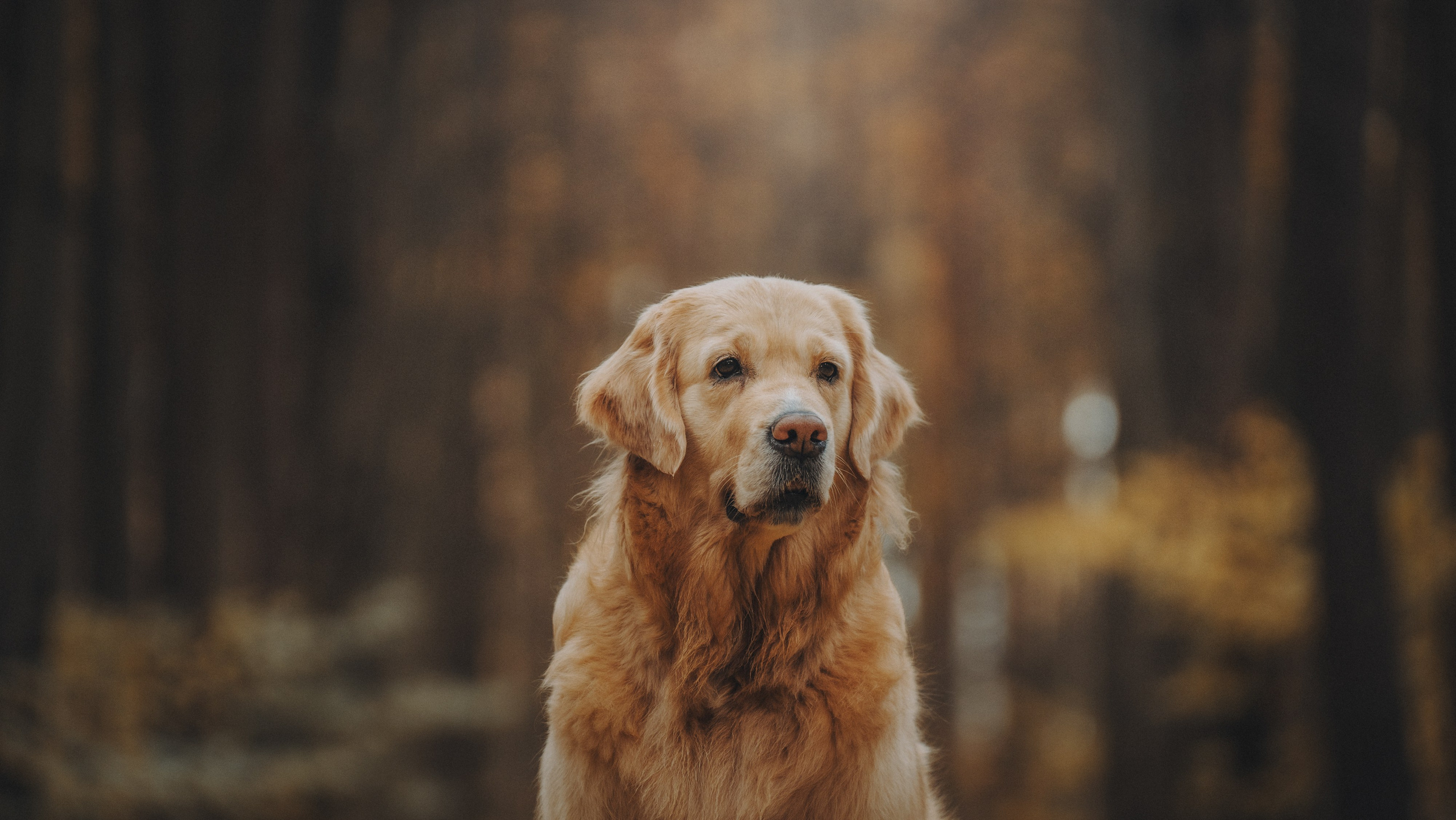 Анастасия и Айза. Фотограф анималист в Москве и Санкт-Петербурге Свиридова Анна