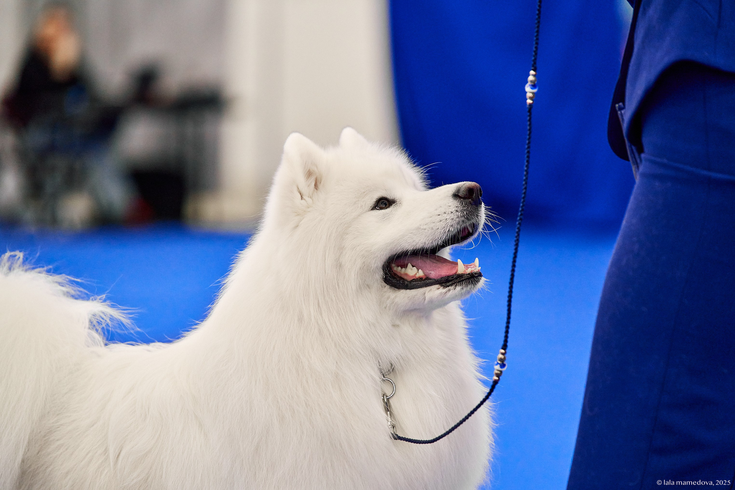 22-23 FEB 2025 | NATIONAL DOG SHOW «BALTIC TRIUMPH-2025»