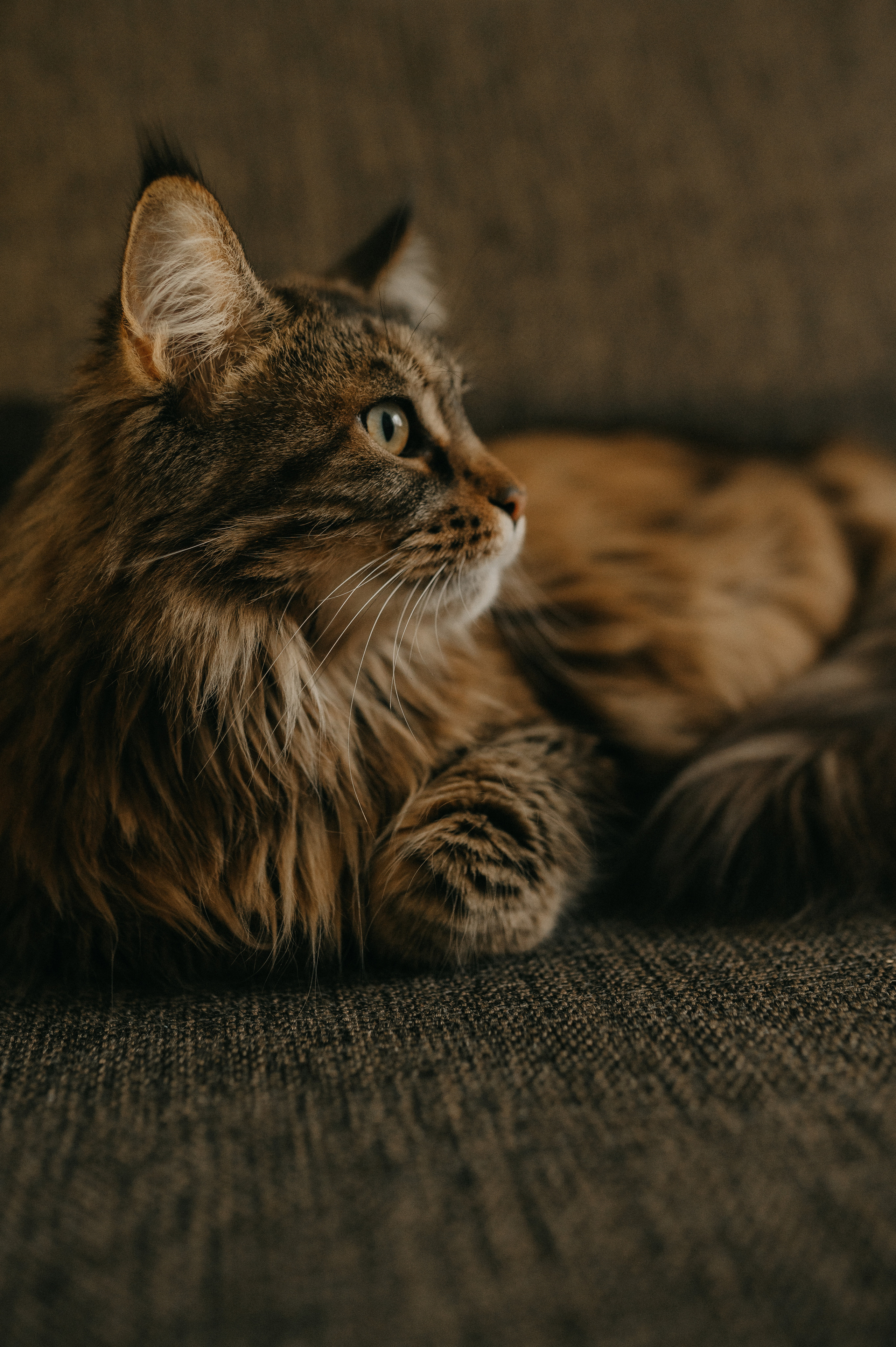 Для Кости, Оли, Кирилла, Димы, Марии Алексеевны и Луши. Семейный фотограф в Новомосковске, Туле и Москве Ольга Бубликова