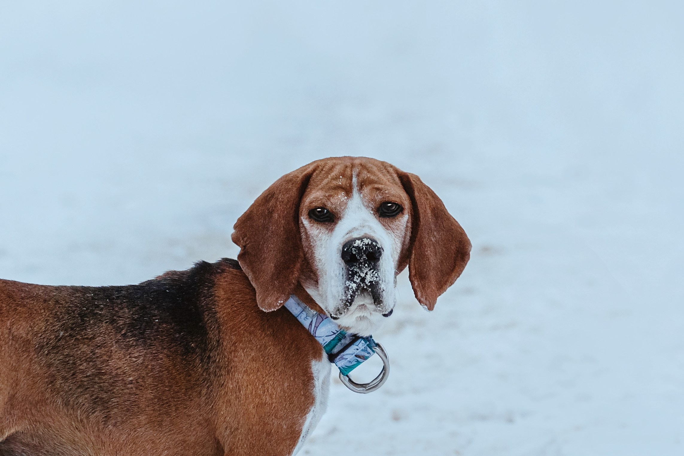 Дом для Биглей 2023. Фотограф-анималист Татьяна Степанова