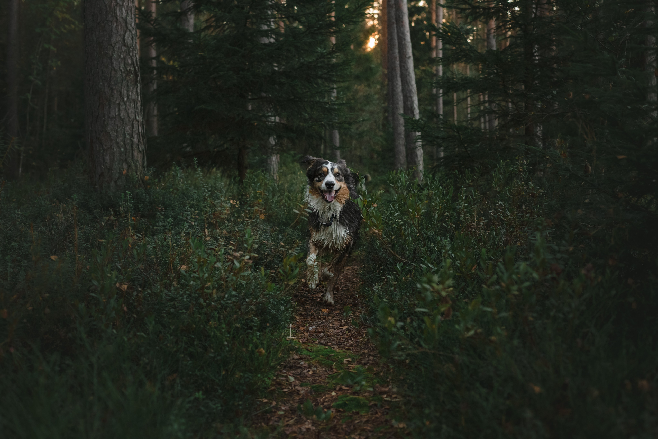 Фотопрогулка в Ленобласти. Фотограф-анималист Татьяна Степанова