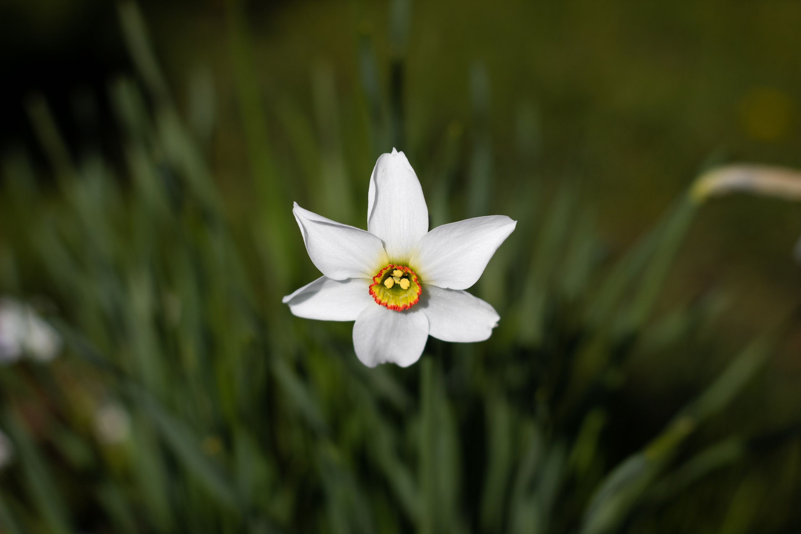 Природа. Polyframe