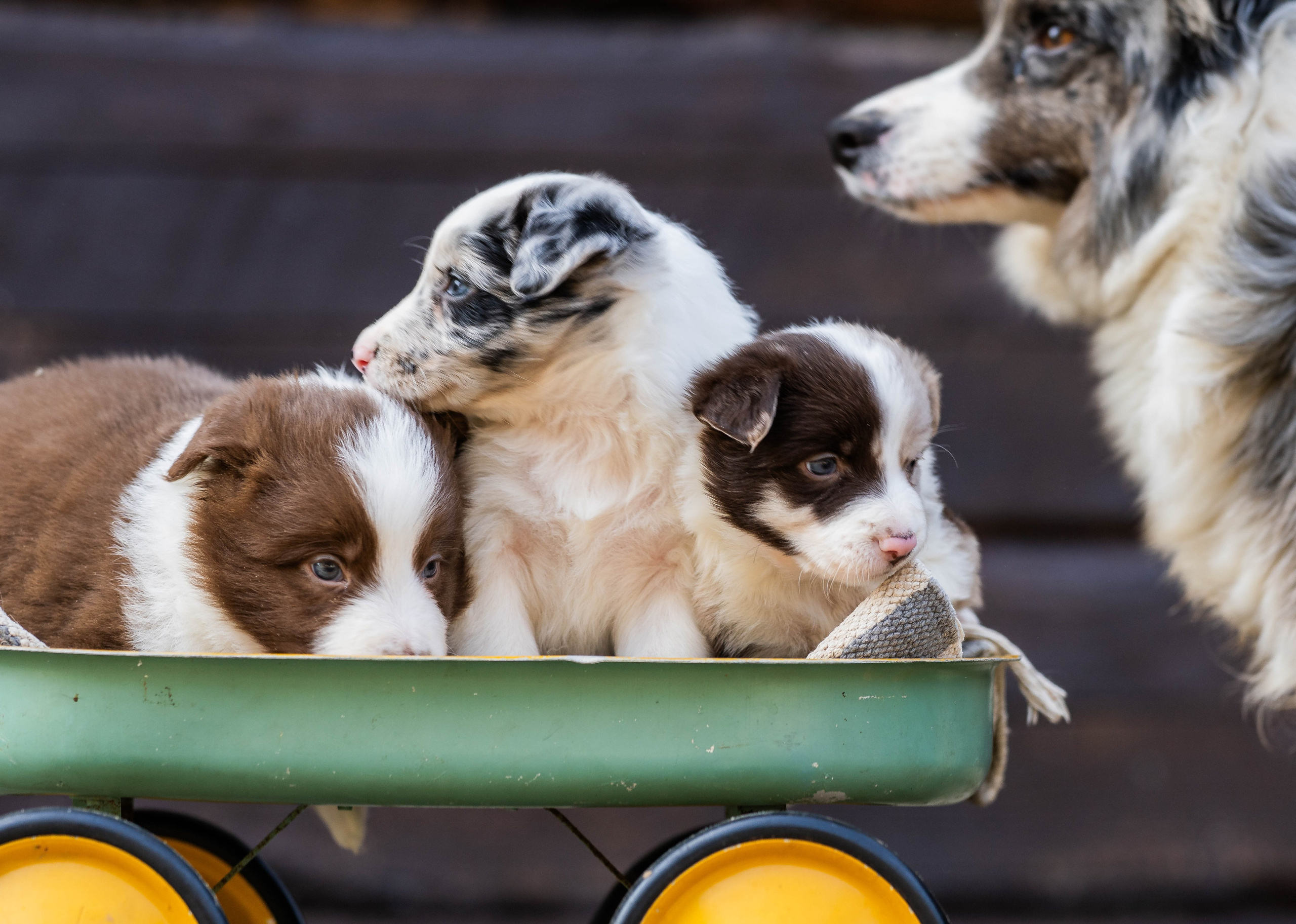 Фритсвит. Семейный фотограф Ефремова Виктория