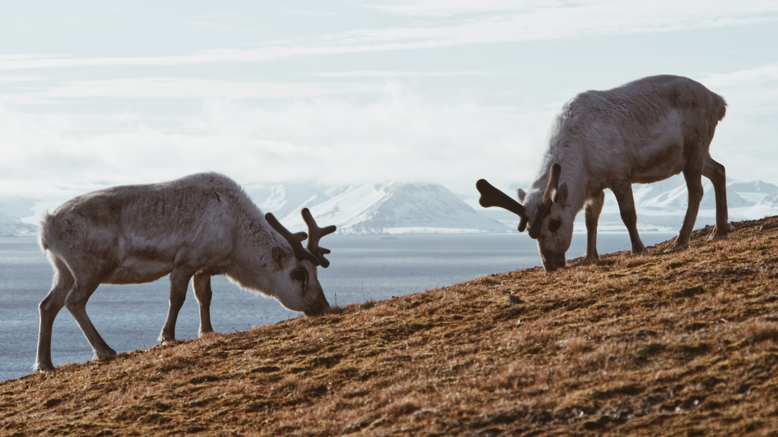 Экспедиция на Шпицберген (07.08.25 — 20.08.25). Фотограф Константин Шамин
