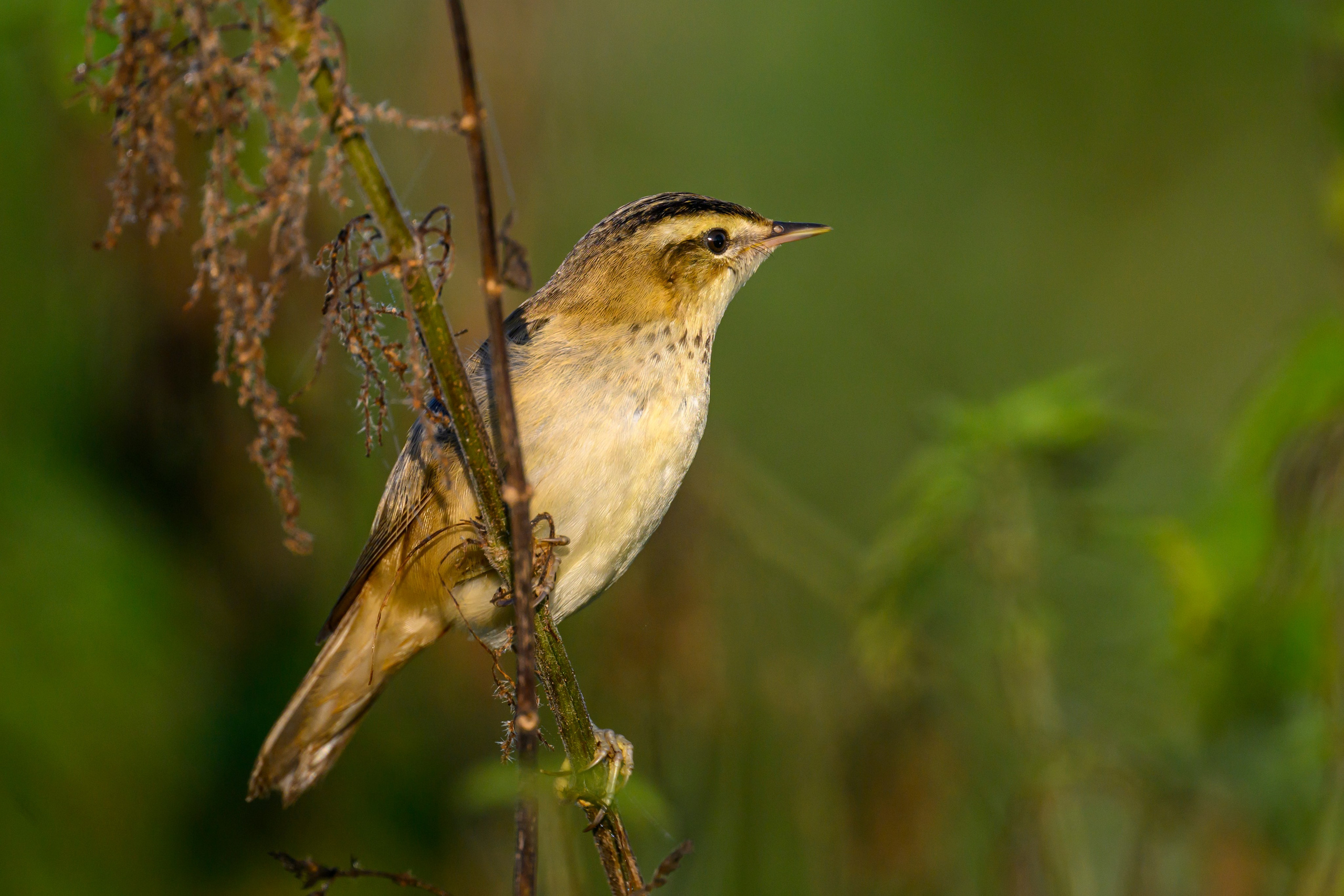 Большой веретенник. Black-tailed Godwit. Фотограф Сергей Пупонин