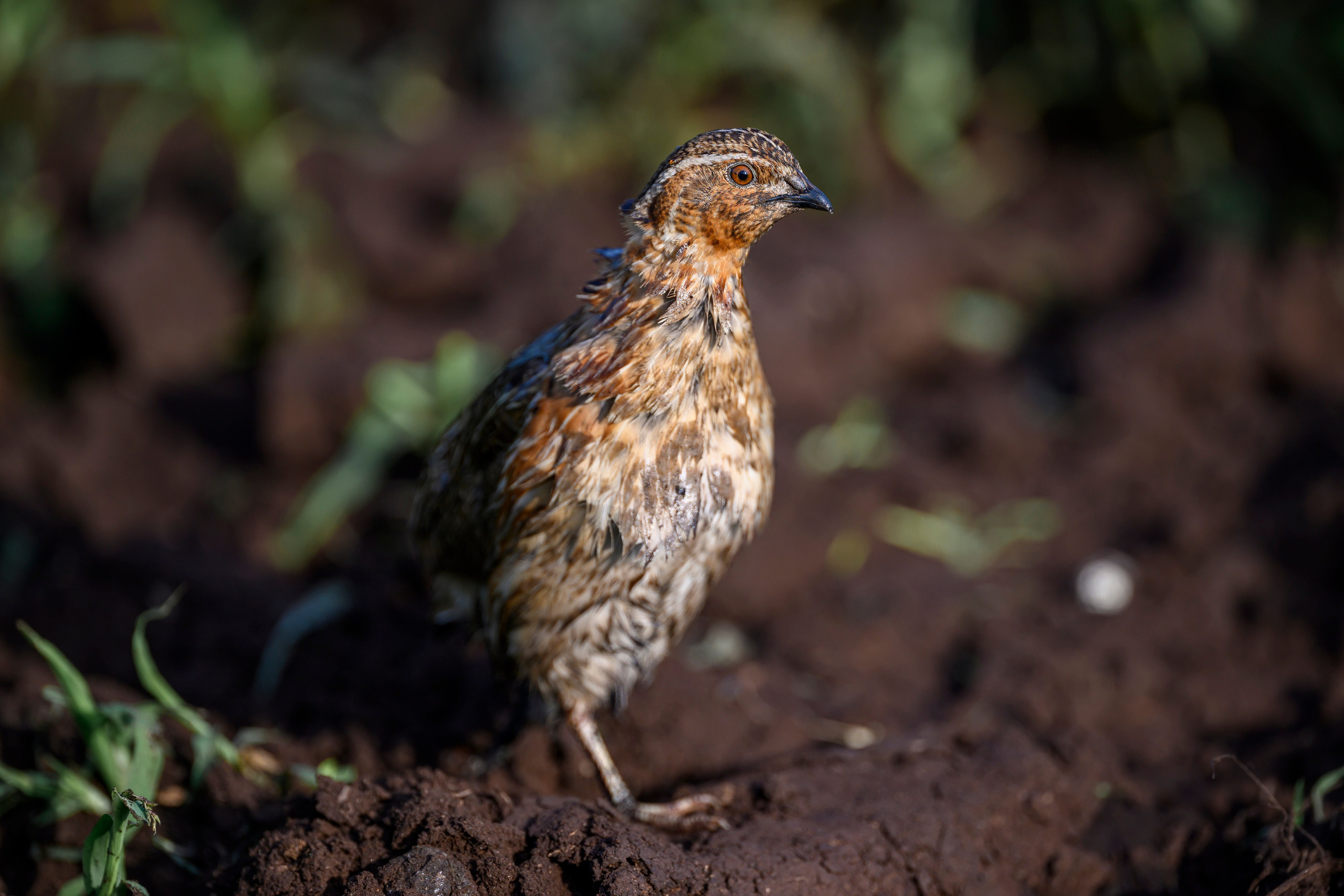 Перепел. Wildlife photography by Sergey Puponin
