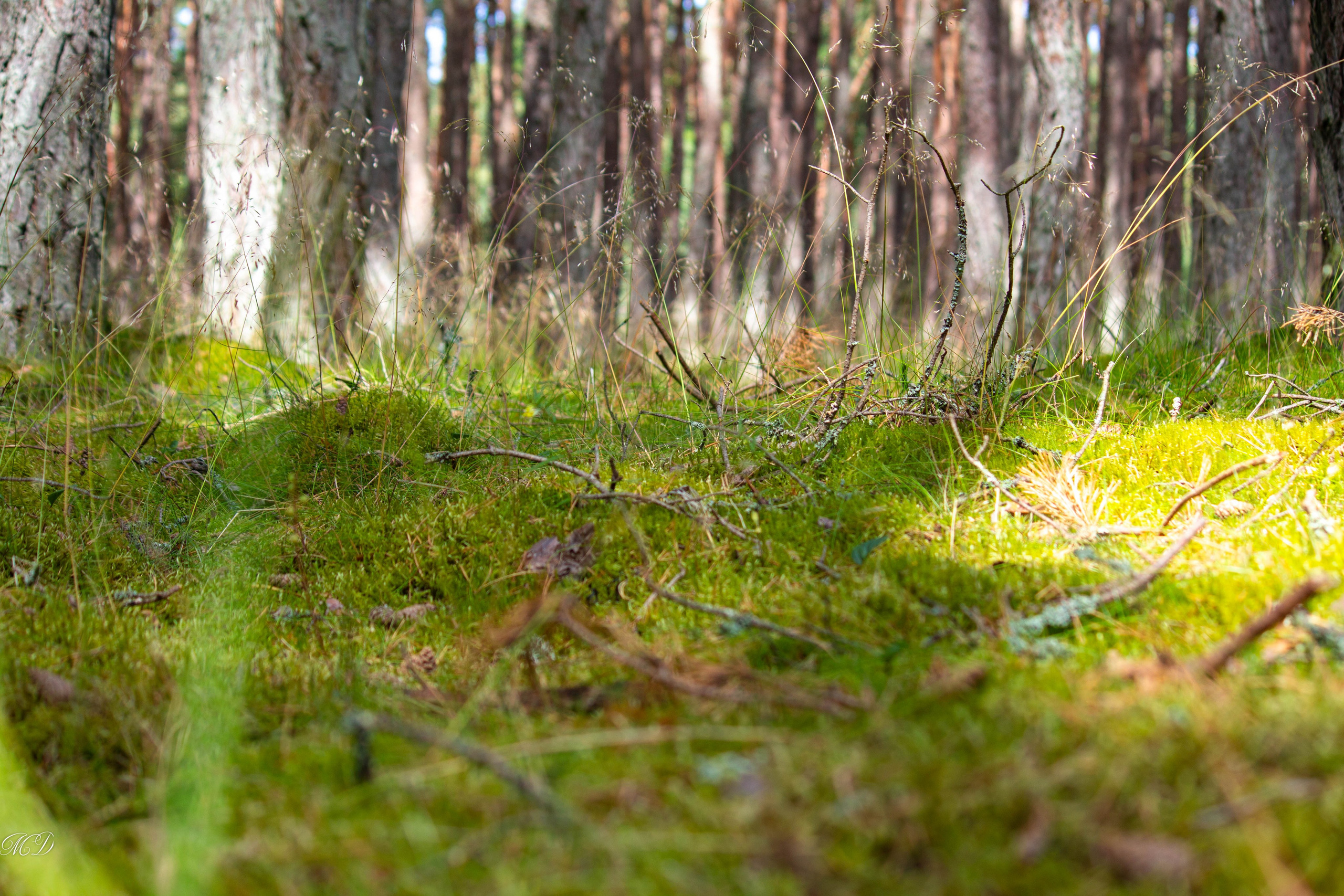 Калининградская область. Михаил Дёгтев - фотограф