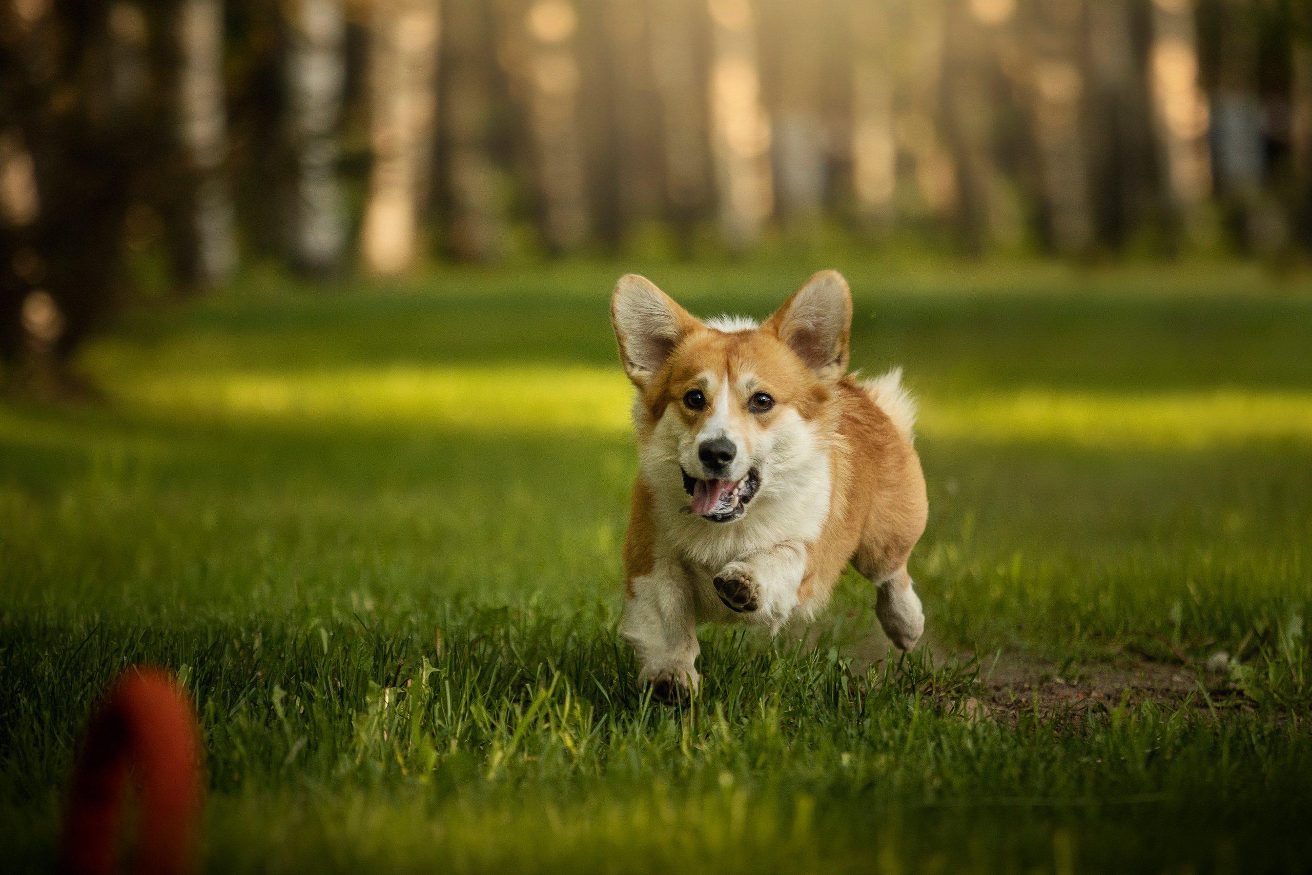 Настя и Стич. Фотограф — Анималист | Санкт-Петербург